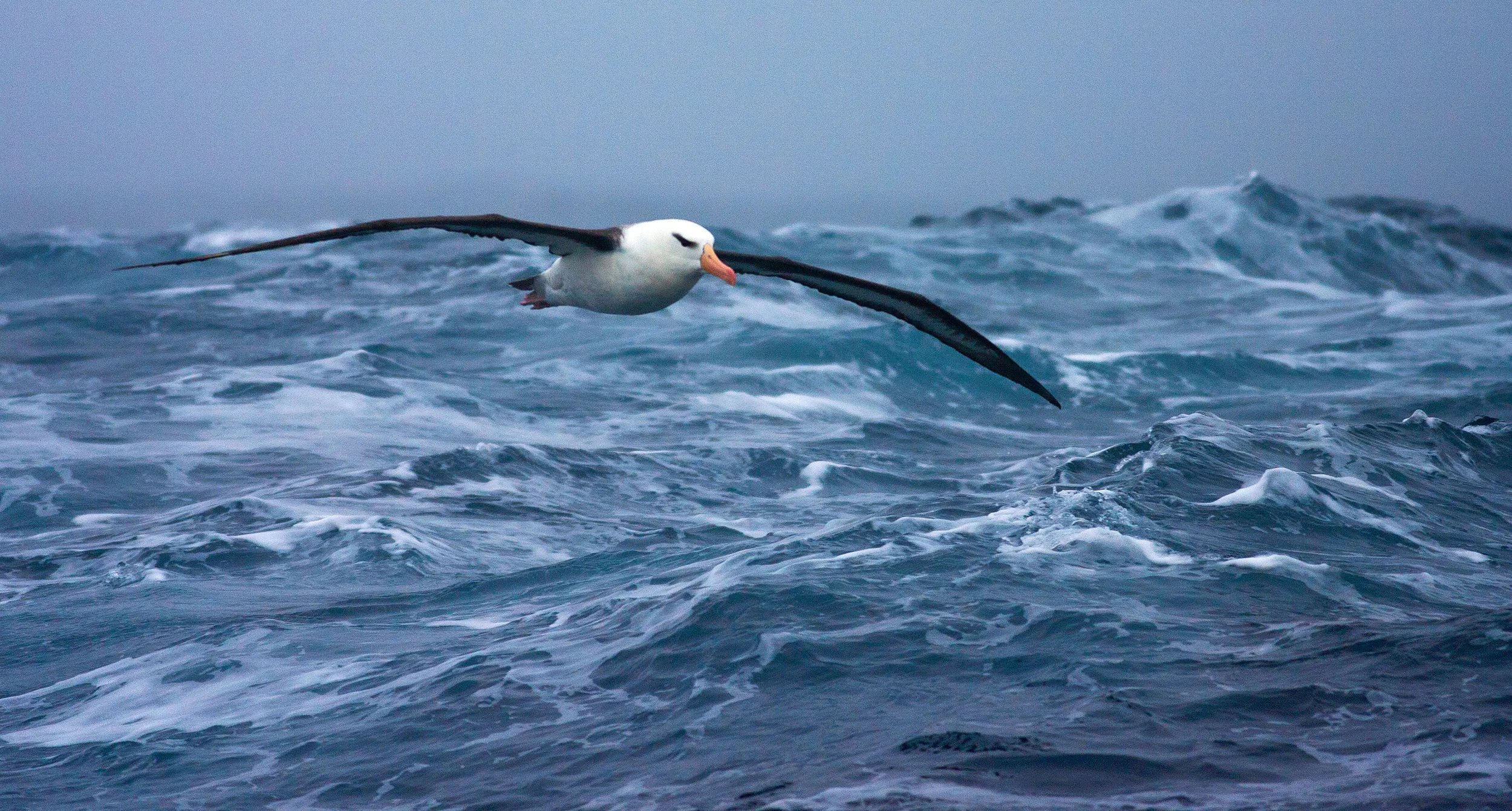 Black-browed Albatross flying over the sea.