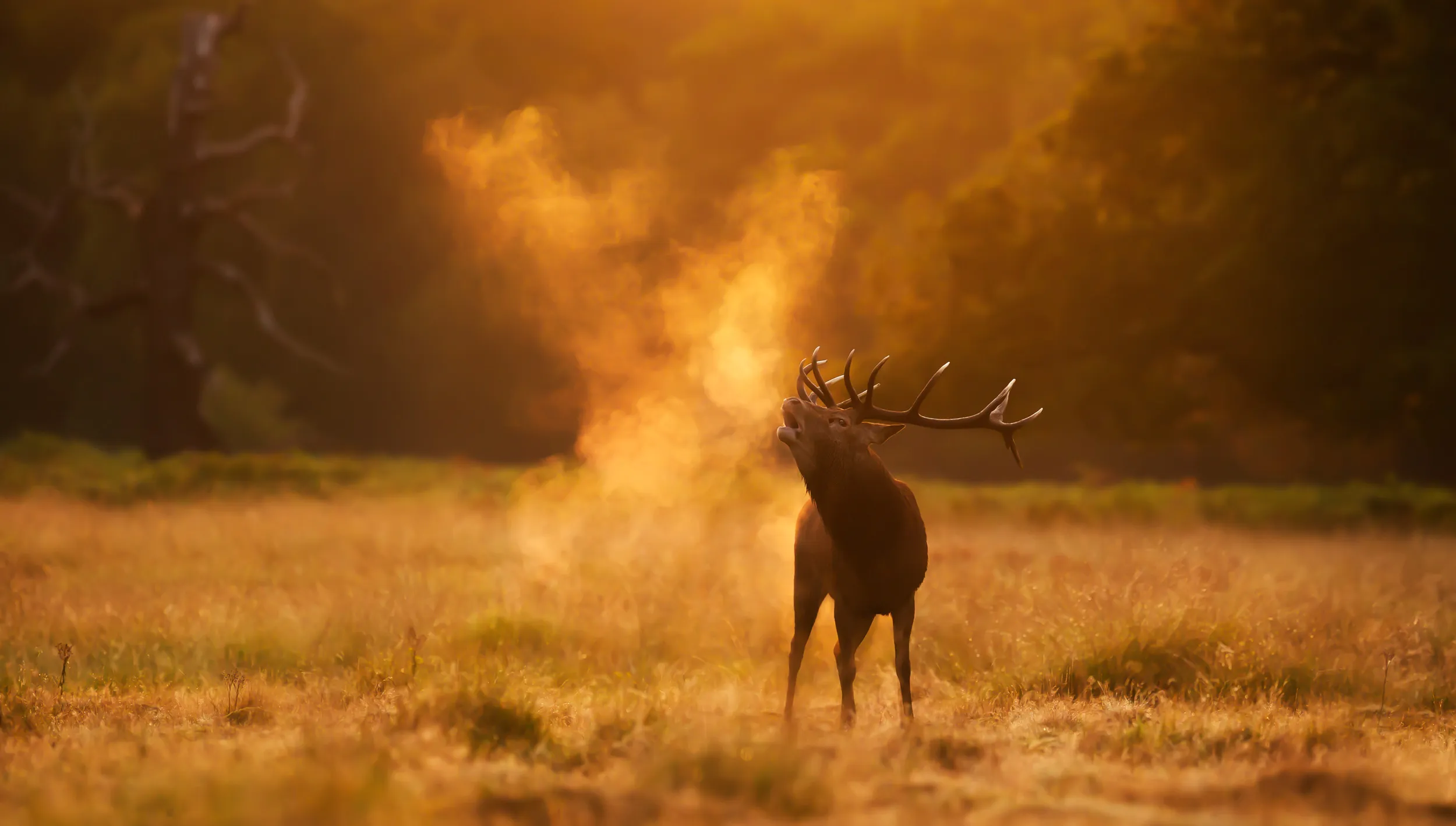 A lone Red Deer Stag looking at their breath in the early morning mist.