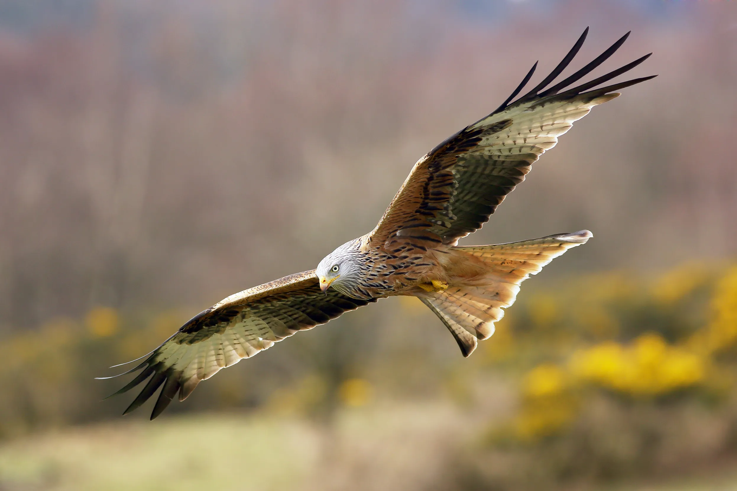 Red Kite in flight over a meadow.