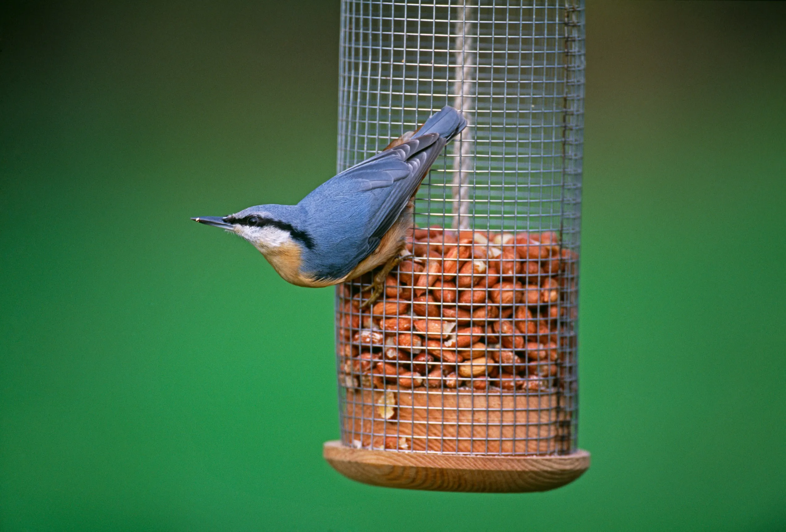 A Nuthatch, perched on a feeder filled with peanuts, looking up.