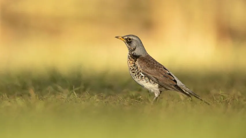 A Fieldfare stood on grass looking at the camera.
