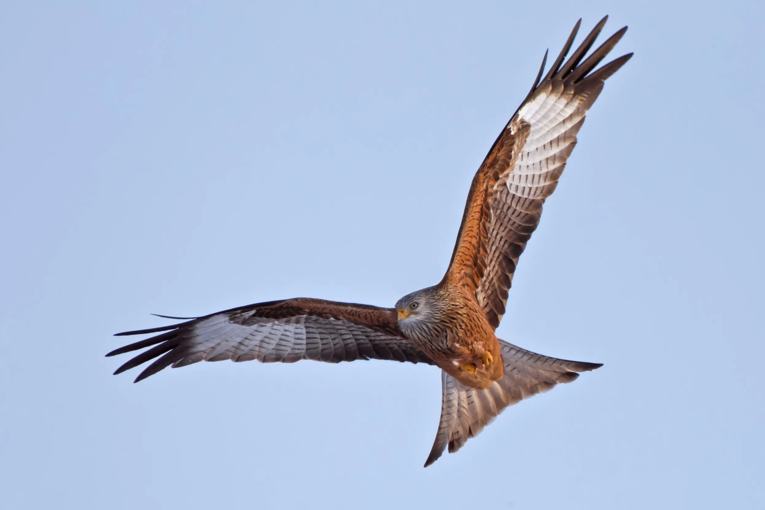 Red Kite flying in blue sky.