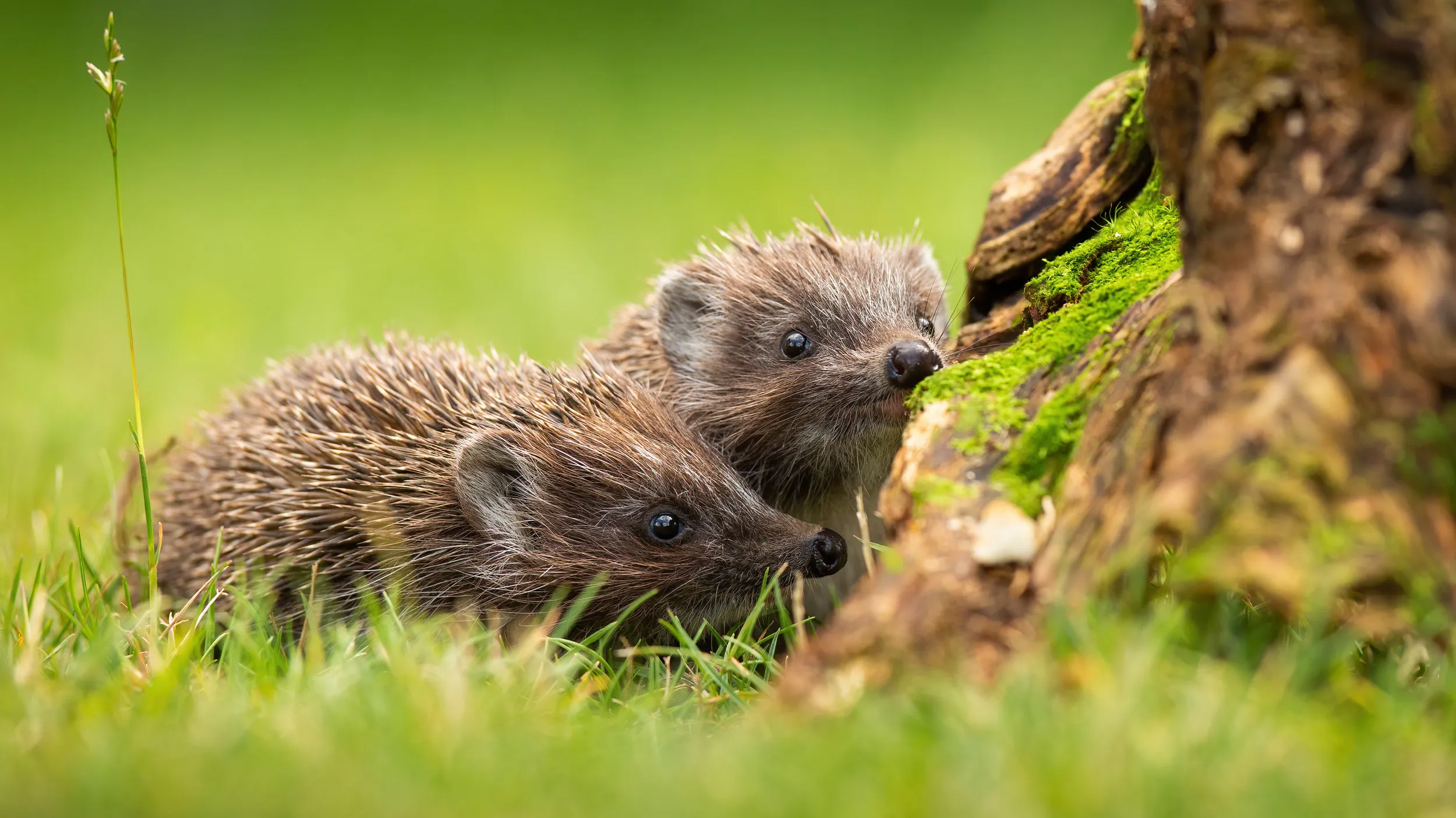 Two young Hedgehogs sniffing the mossy base of a tree.