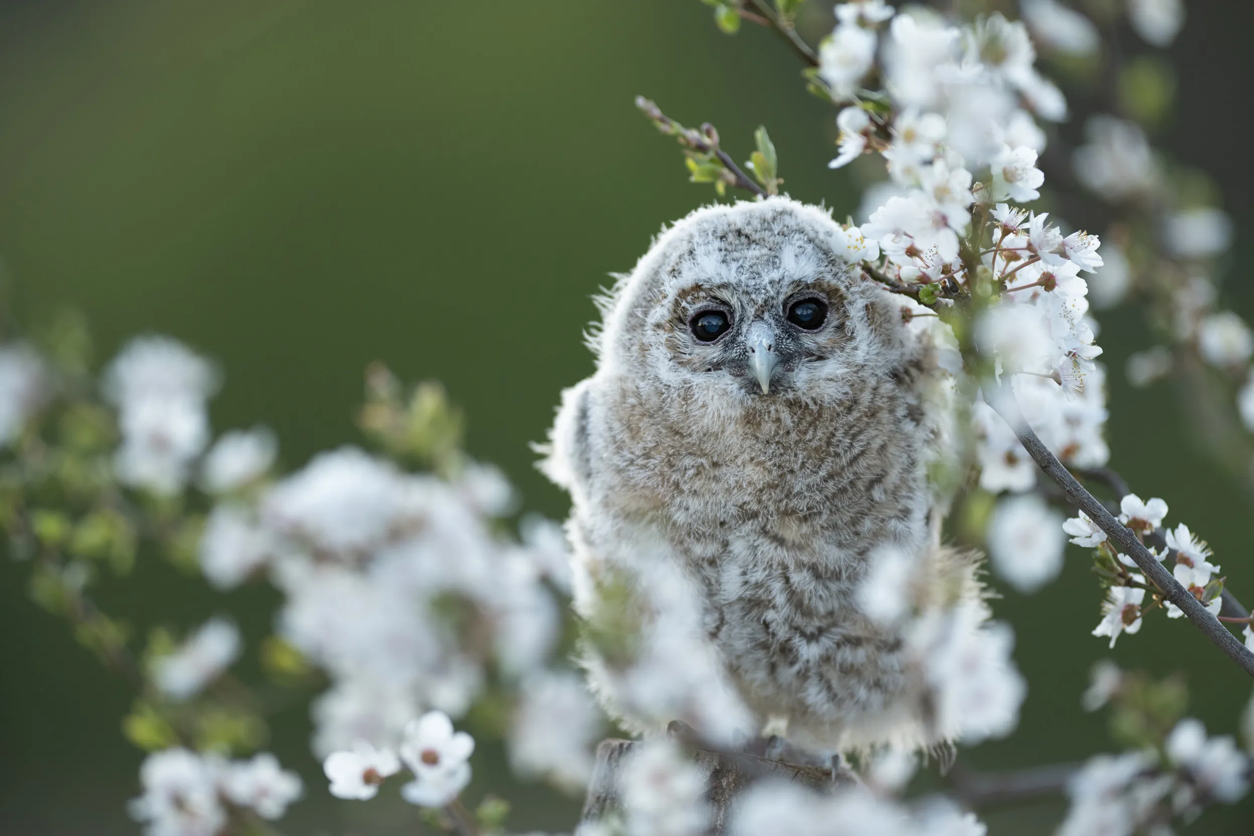 Juvenile Tawny Owl sat in a cherry plum tree