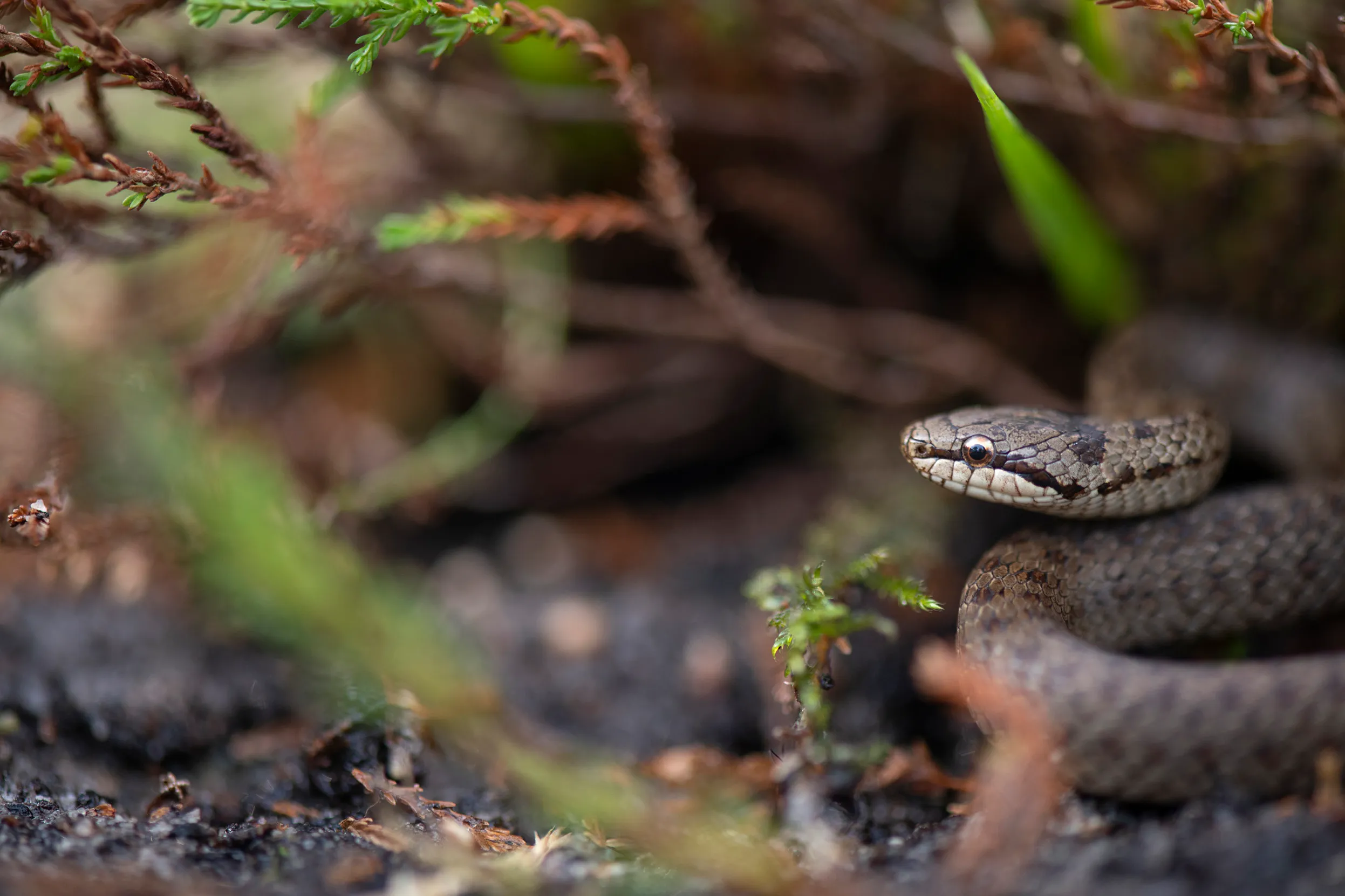 A Smooth Snake coiled up on a dirt floor underneath a log.