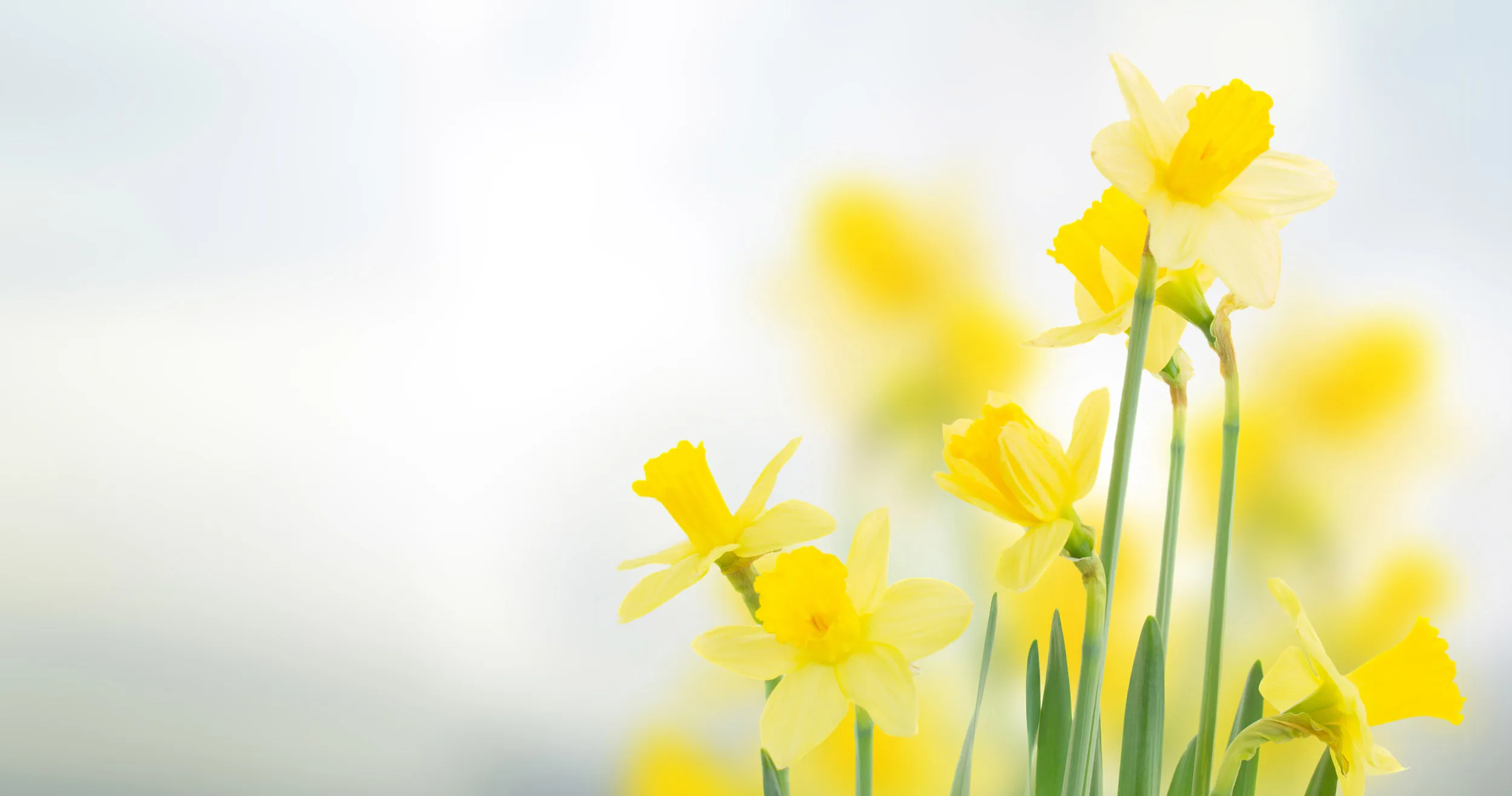 Yellow Daffodils with a blurred background.