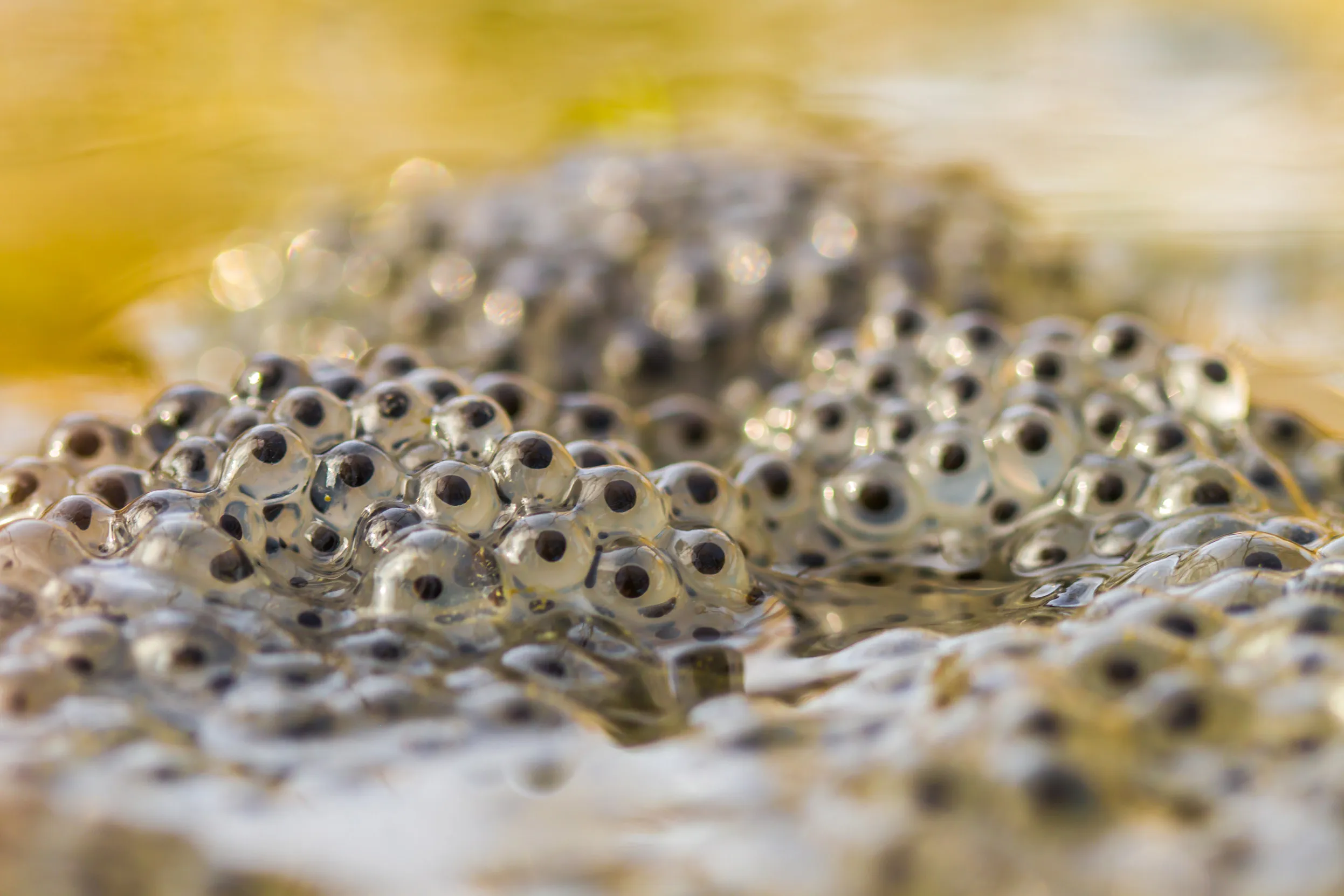 A cluster of Common Frogspawn at the water's edge.