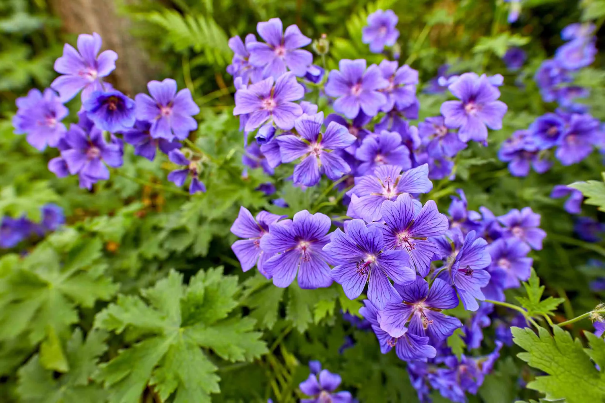 A close up of the purple flowers of Hardy geranium surrounded by green foliage.