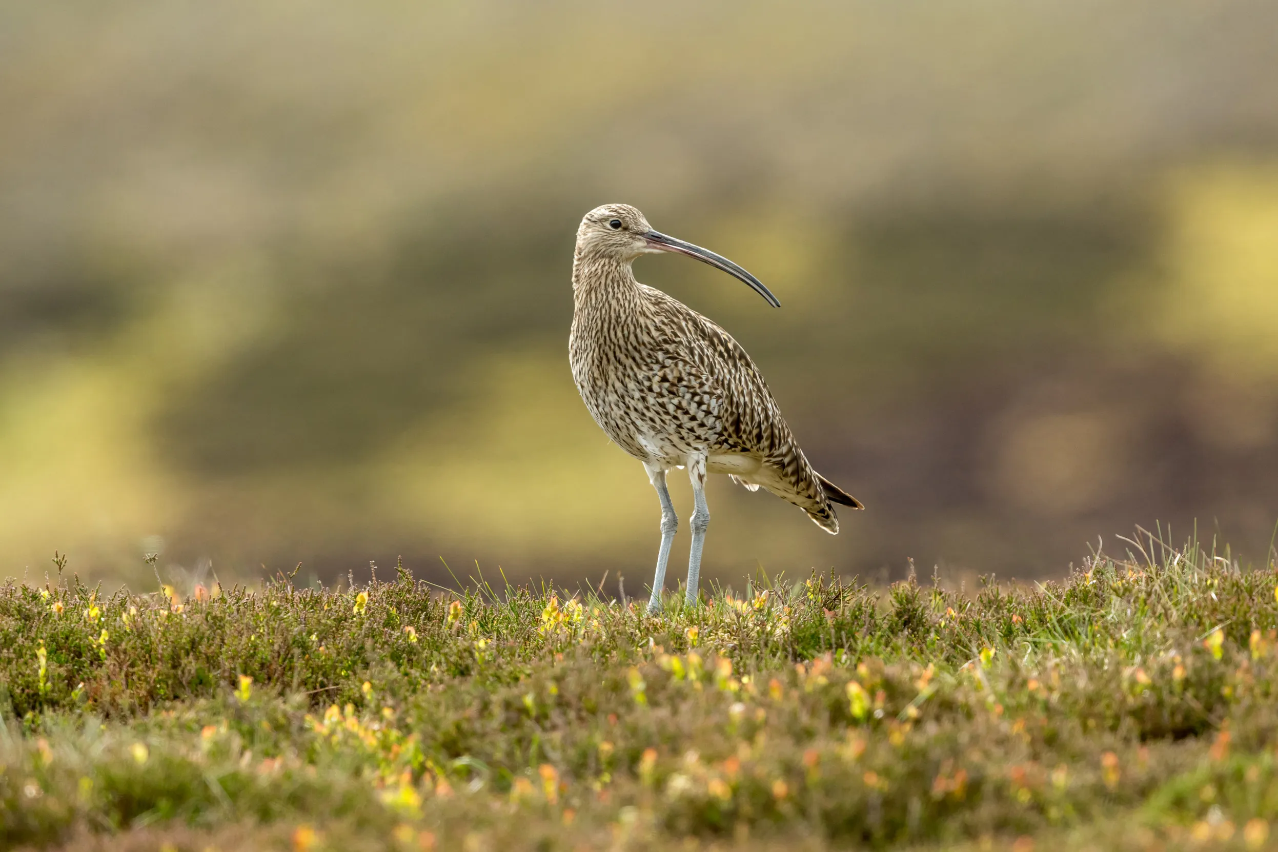 A lone Curlew stood on moorland.