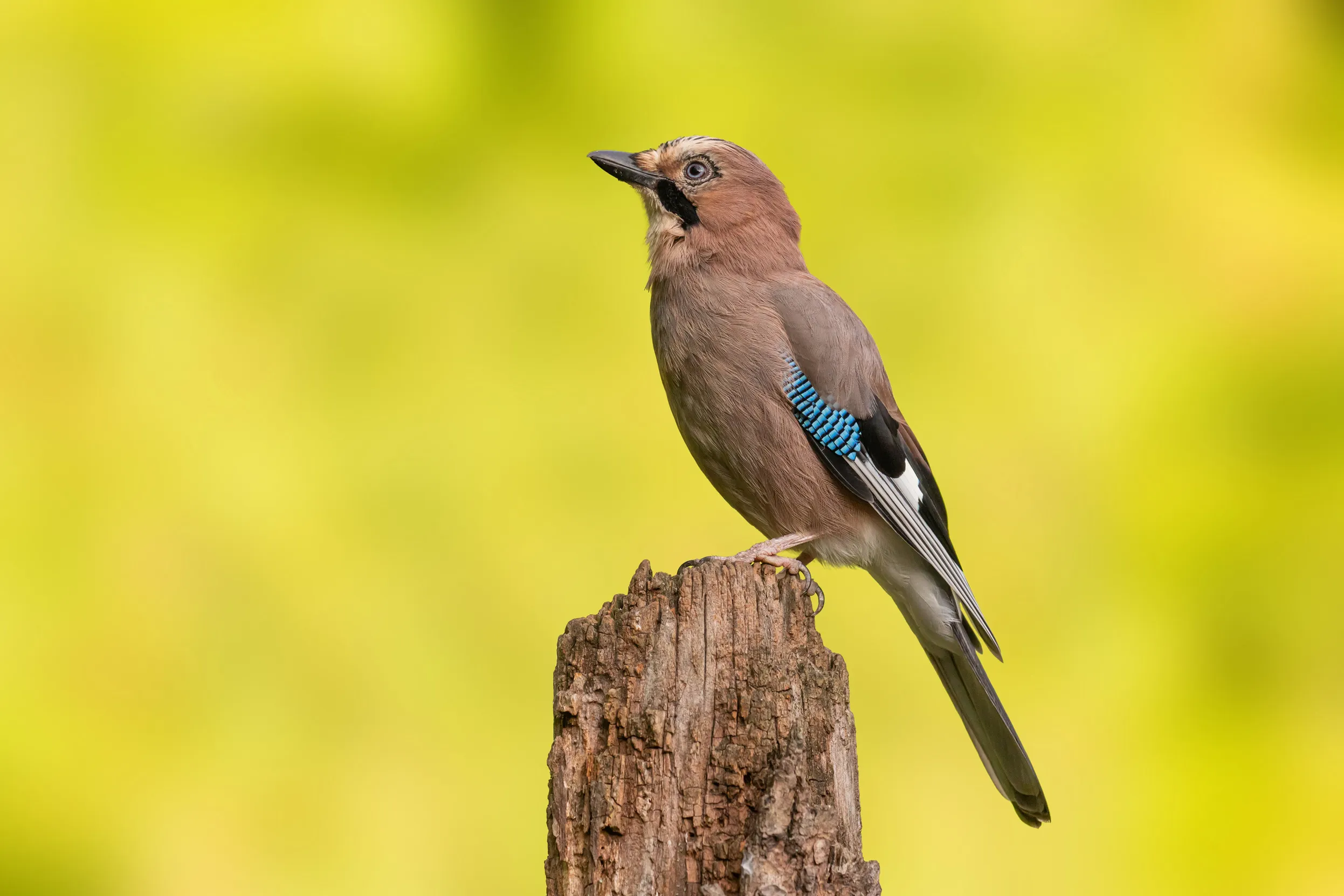 A Jay perched on the top of a broken log.