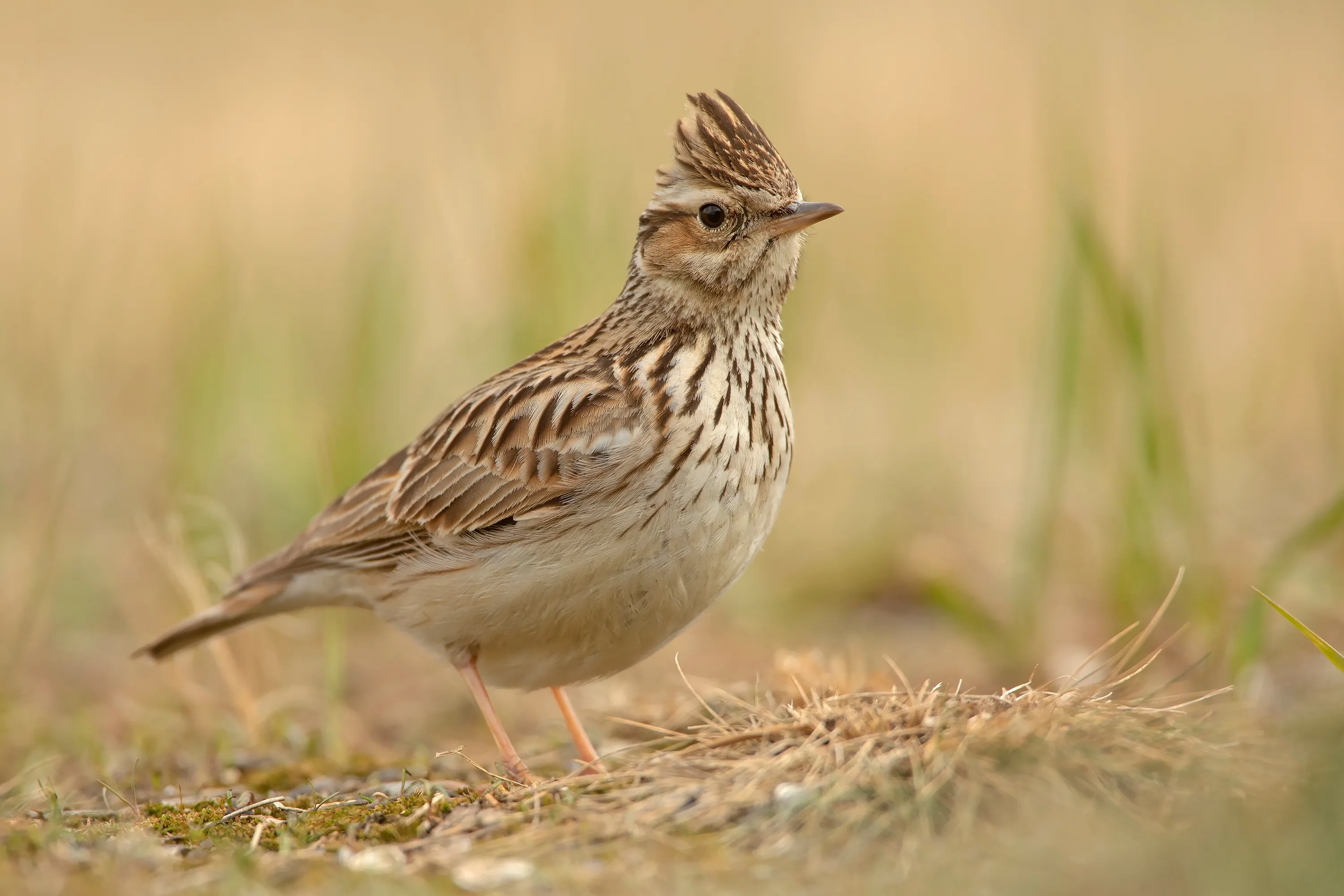 A lone Woodlark stood on the ground surrounded by grass.