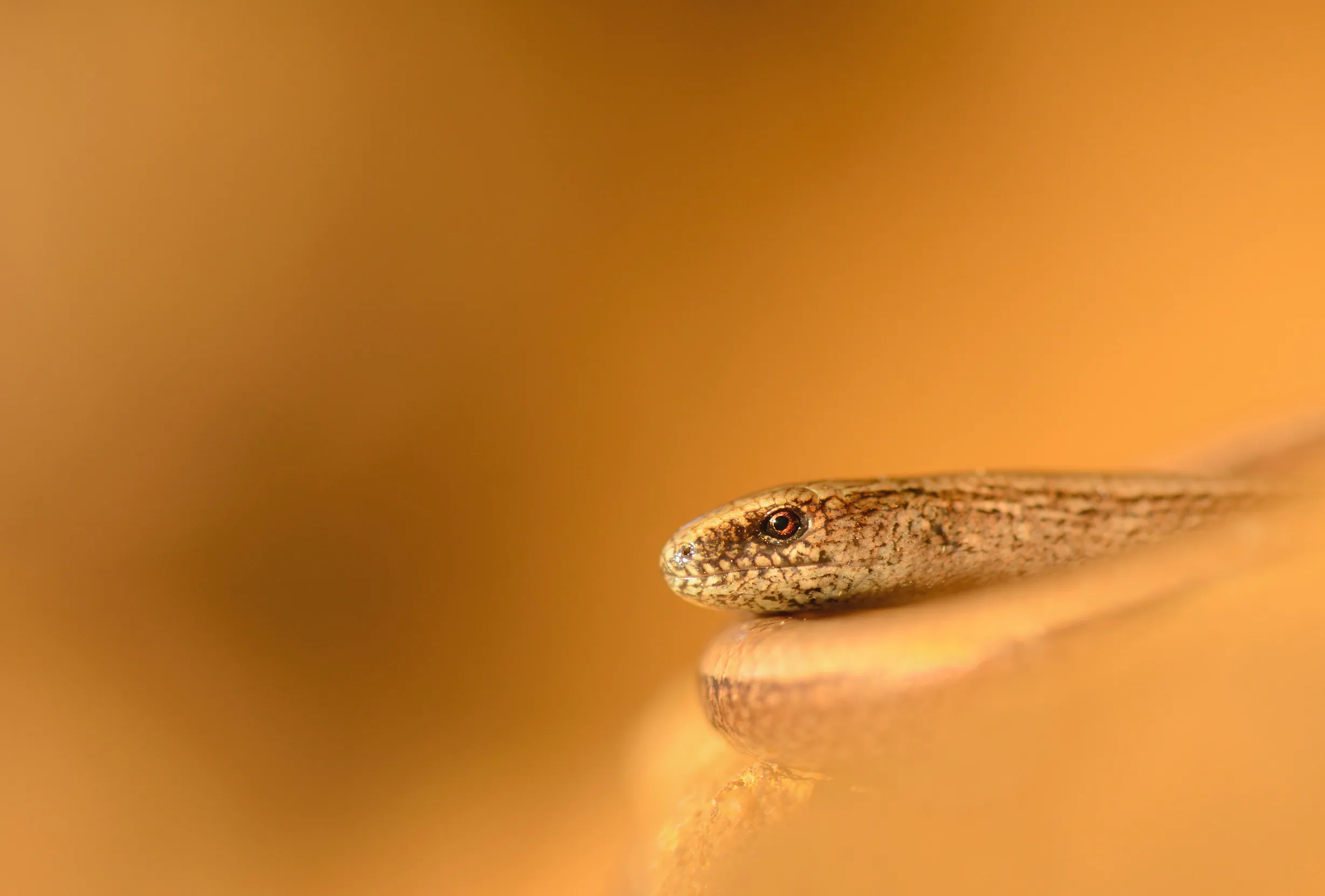 A close up of a Slow Worms head on a orange background.