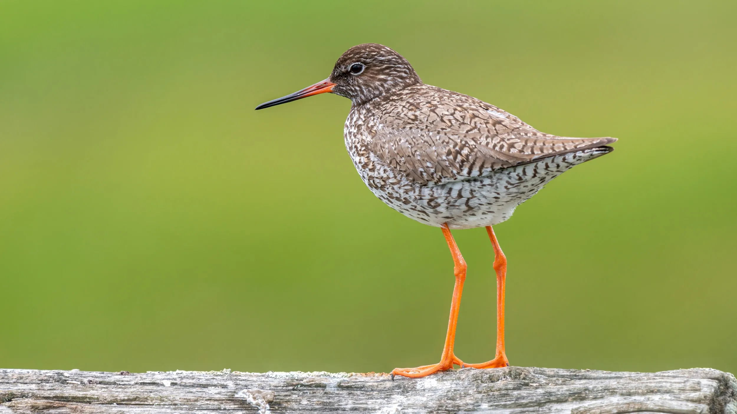 A lone Redshank stood on top of a log.