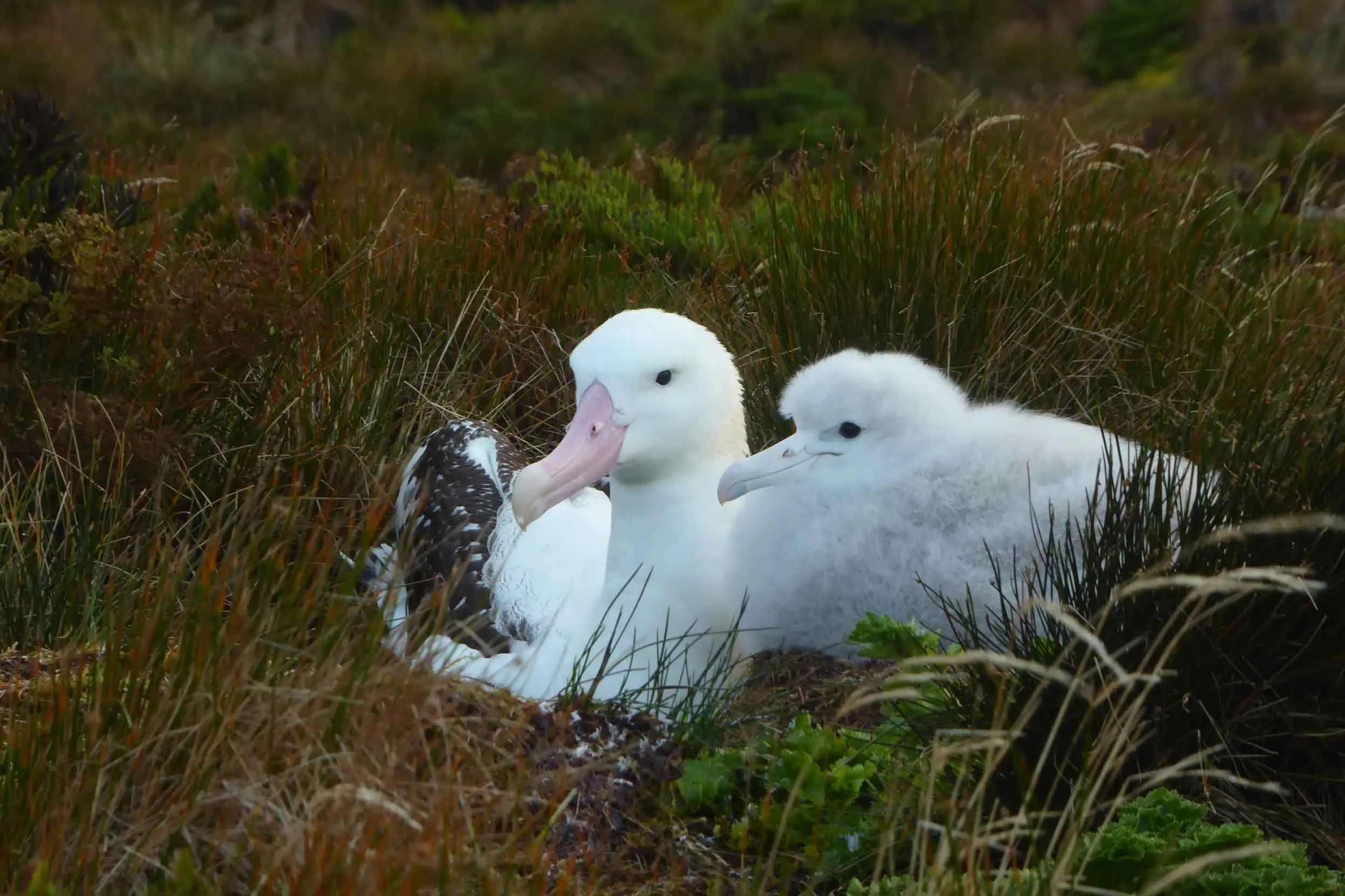 An adult Albatross and their chick laying down on a nest in a patch of grasses