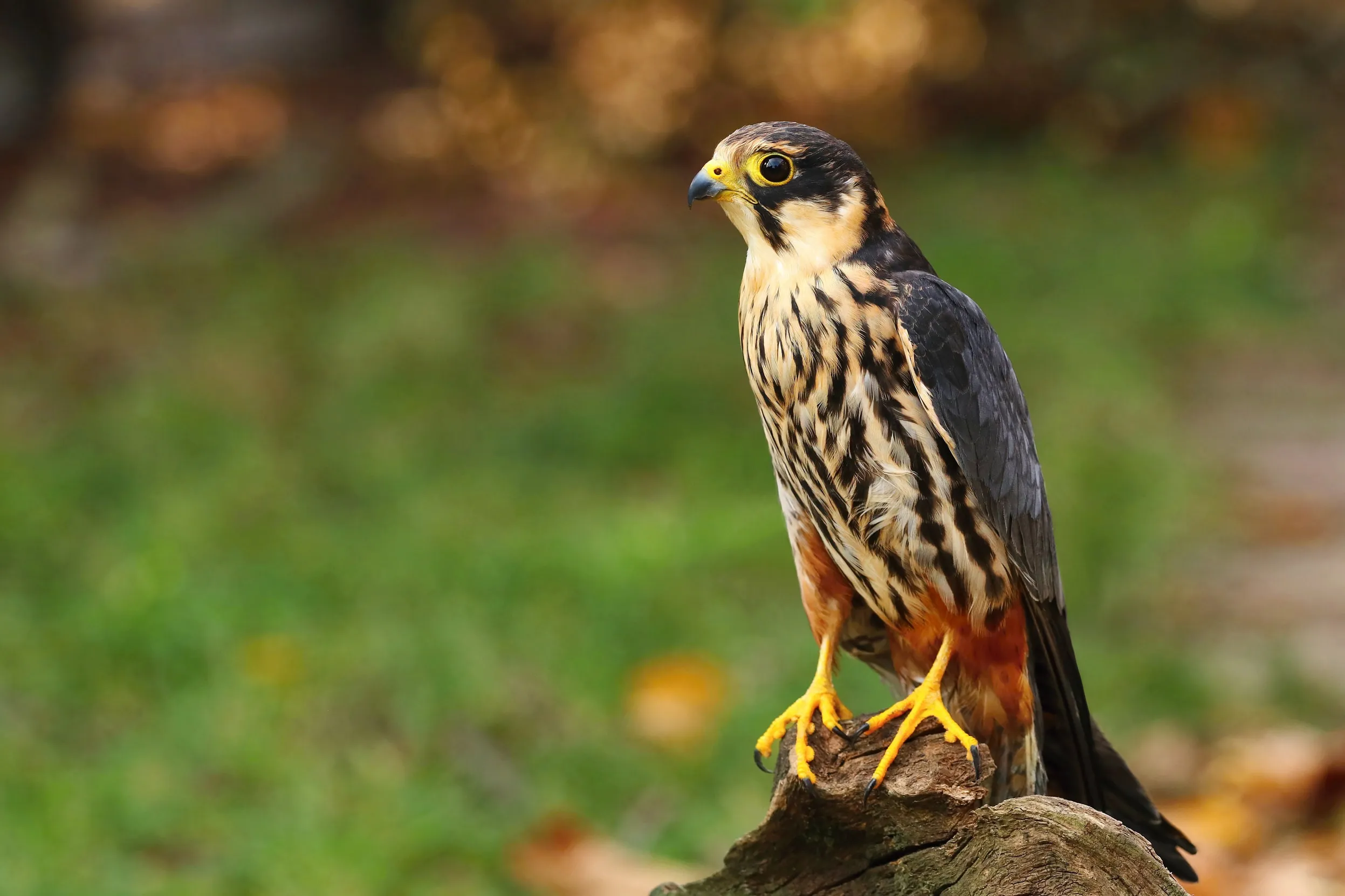A lone Hobby perched on a log with a woodland background.