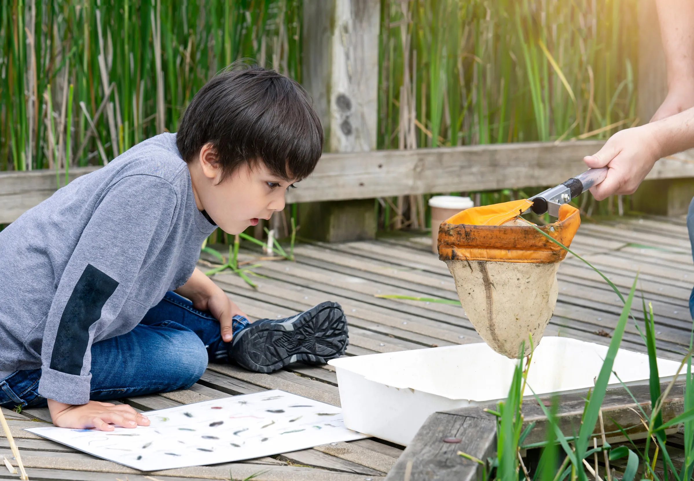 A child investigating the contents of a pond dipping net.