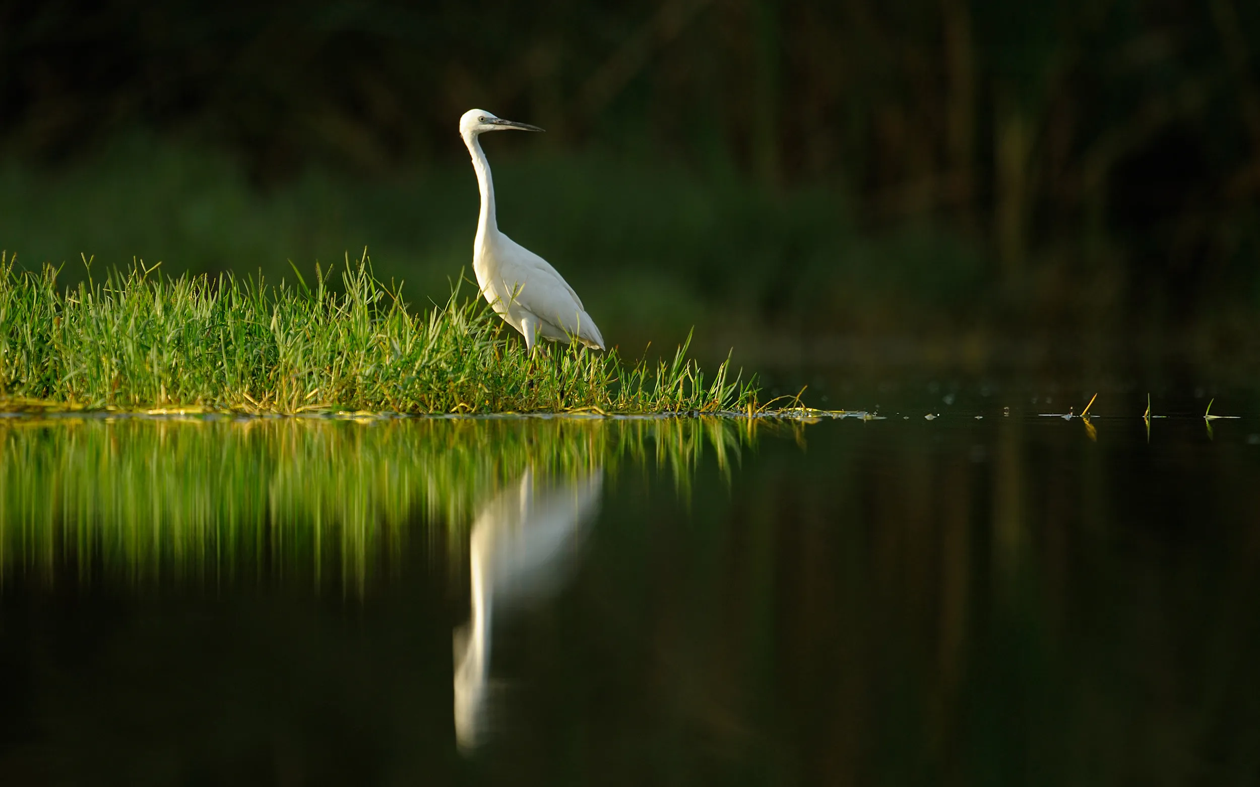 Lone Little Egret, stood on a grassy bank, the bird is reflected in the dark, still water.