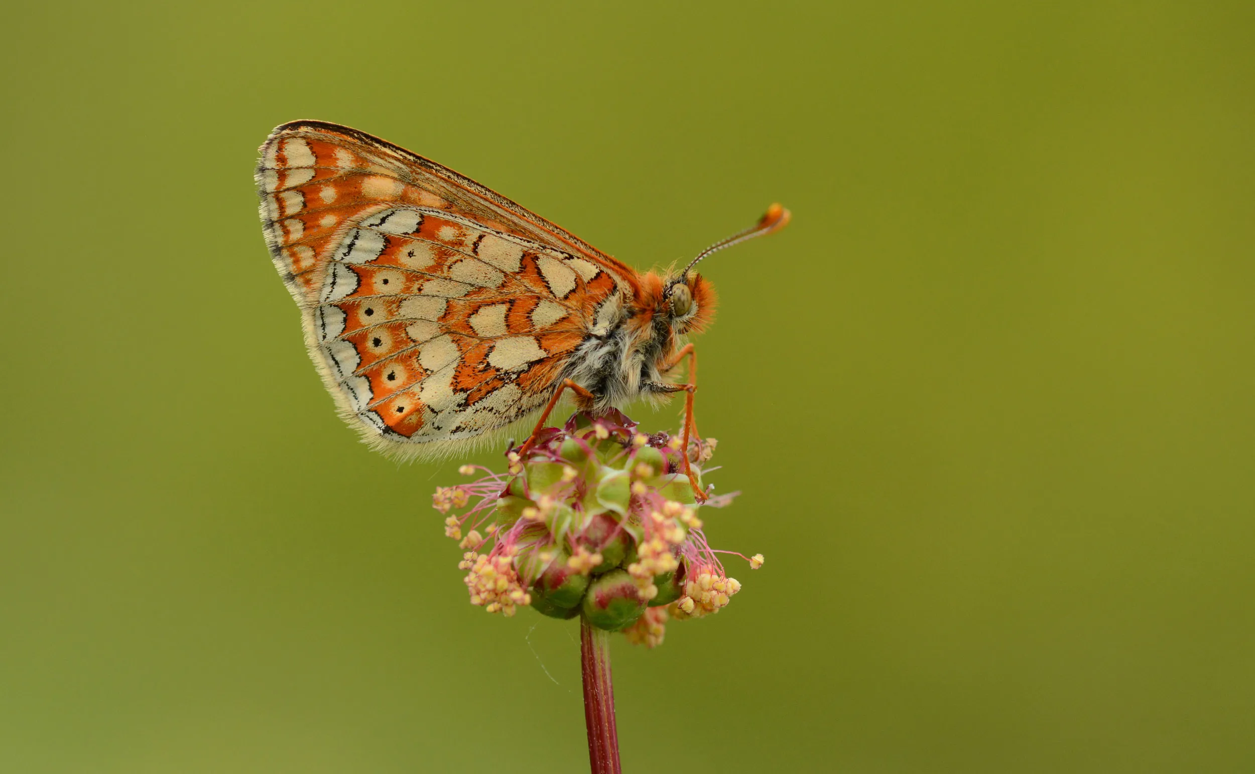 A Marsh Fritillary butterfly balanced on a green, pink and yellow flower head.