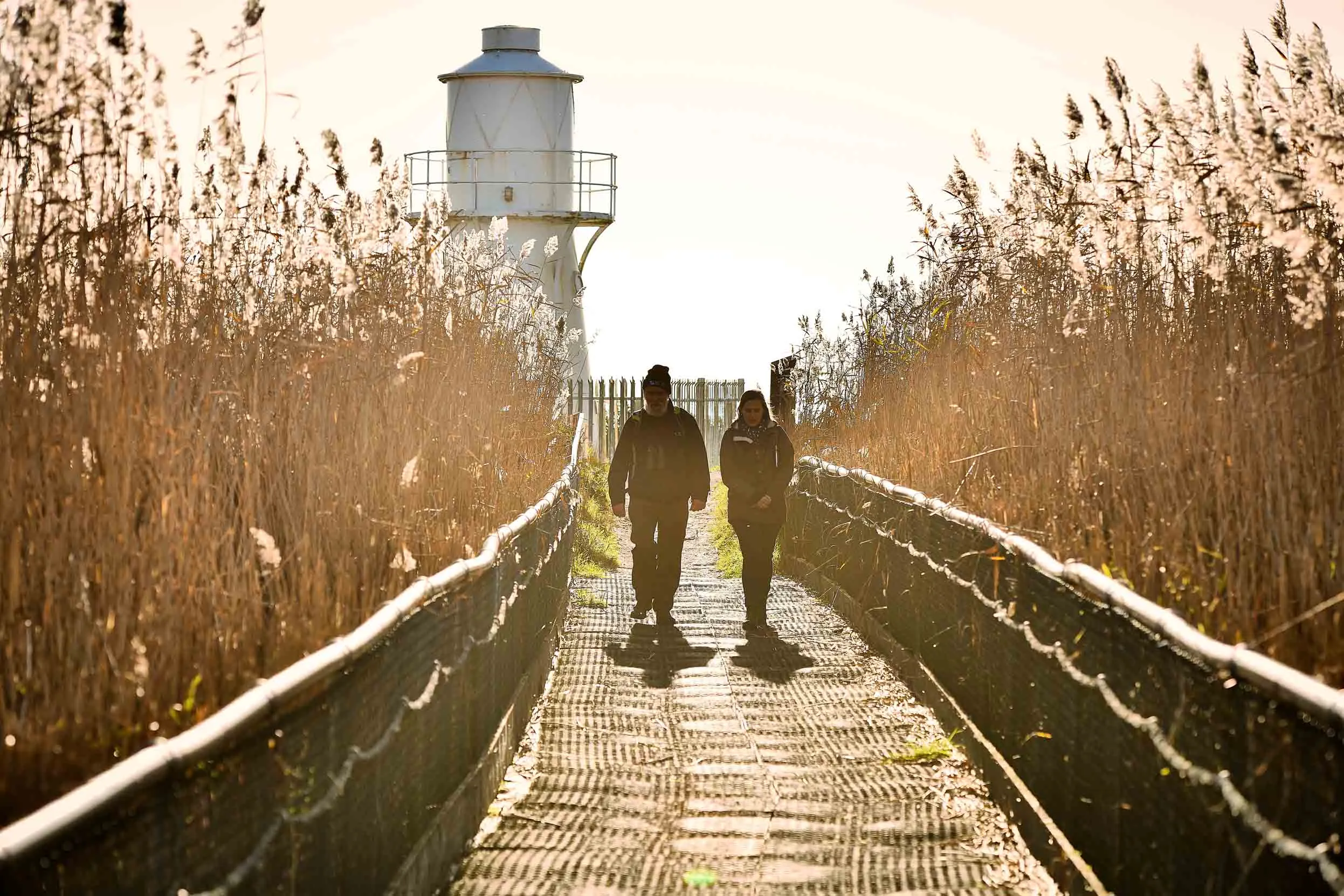 Two visitors walking on a wooden bridge towards the light house at Newport Wetlands, surrounded by reeds.
