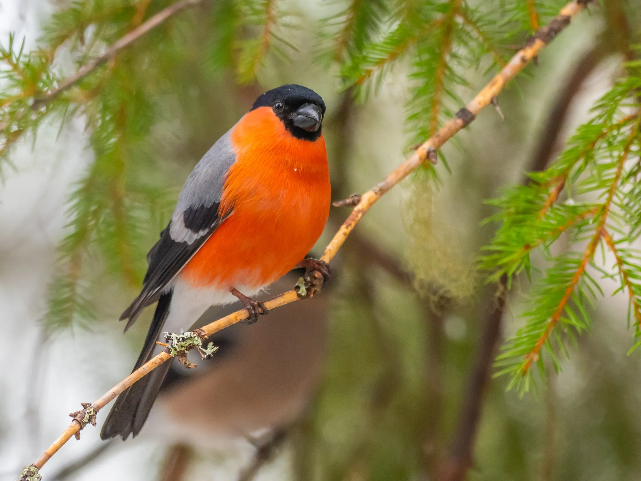 A Bullfinch, perched on a the branch of a pine tree, with snow in the background.