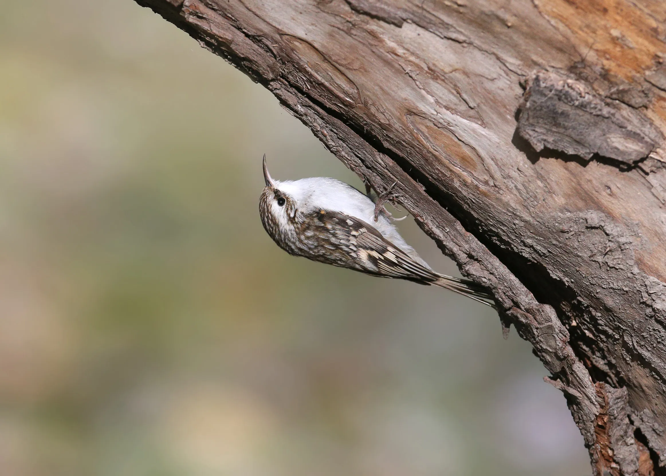 A Treecreeper clinging to the underside of a thick, diagonal tree branch