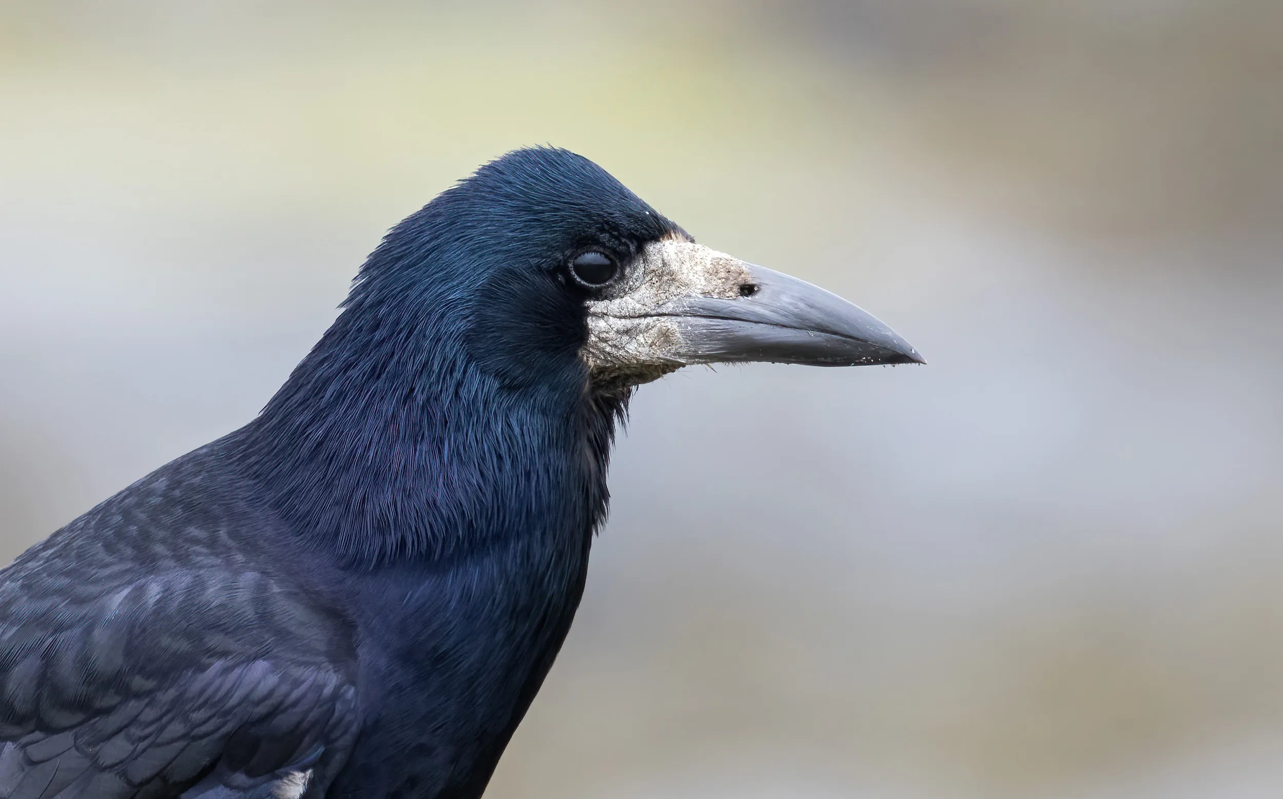 Side profile of an adult Rook looking into the distance.
