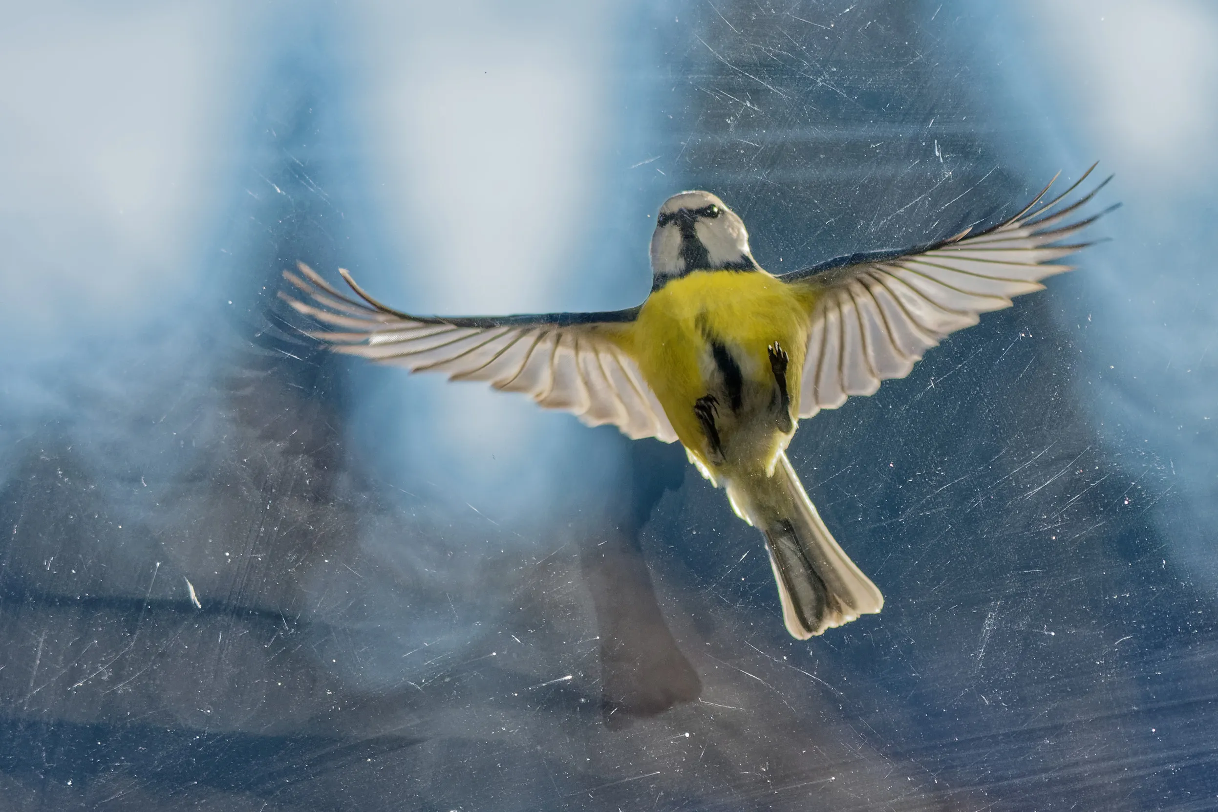 A lone Blue Tit with wings splayed on the other side of a window. 