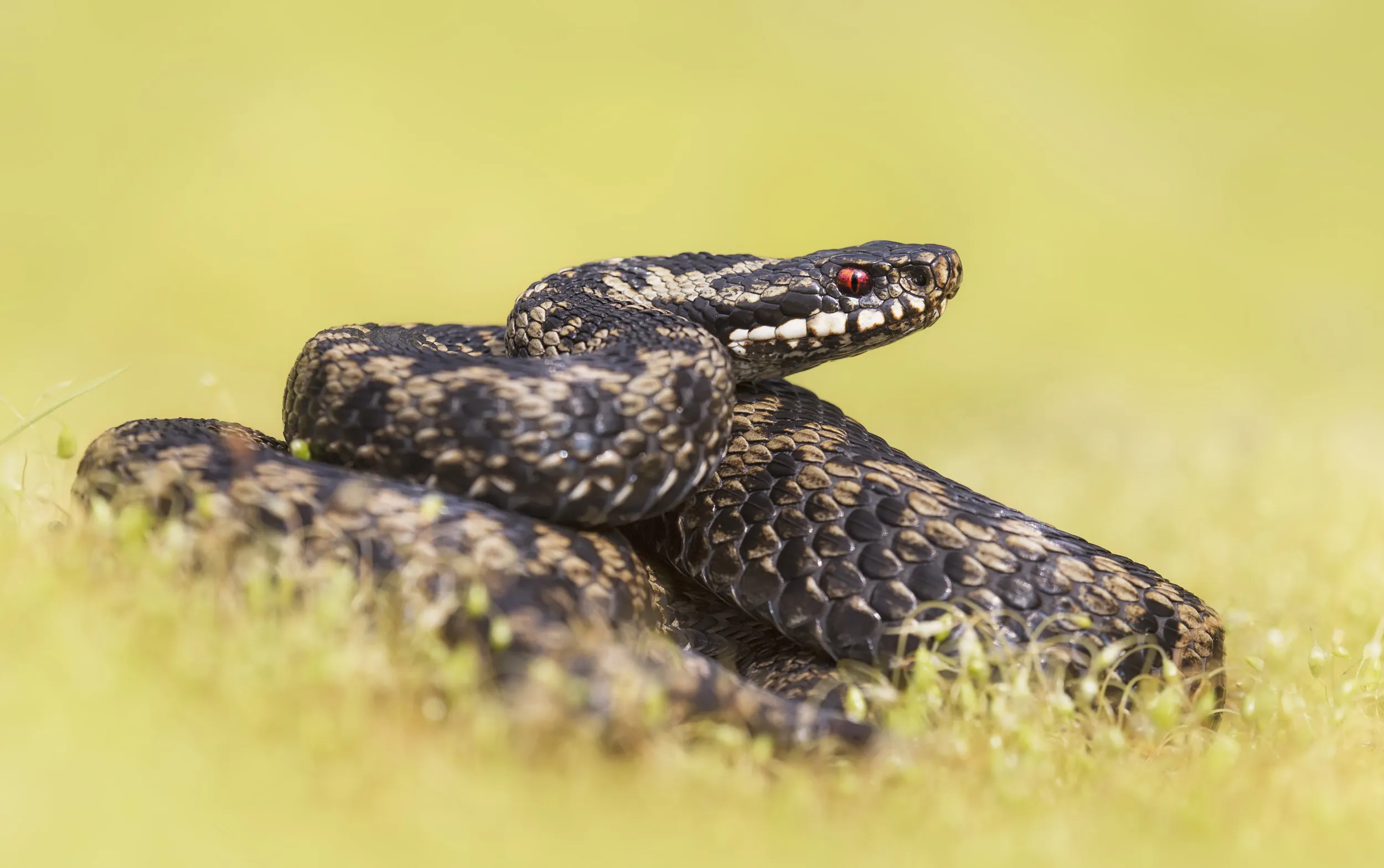 An Adder coiled up in amongst dried out grass.