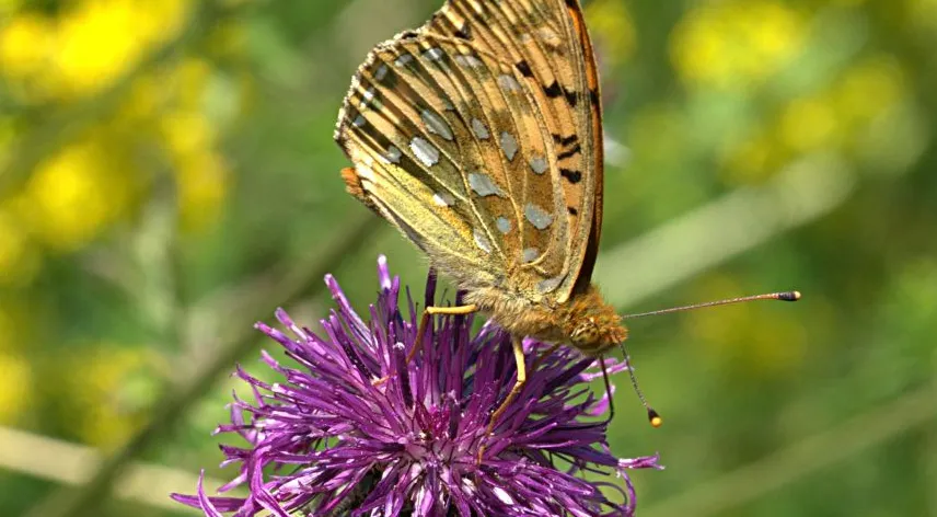 A butterfly perched on purple Knapweed.