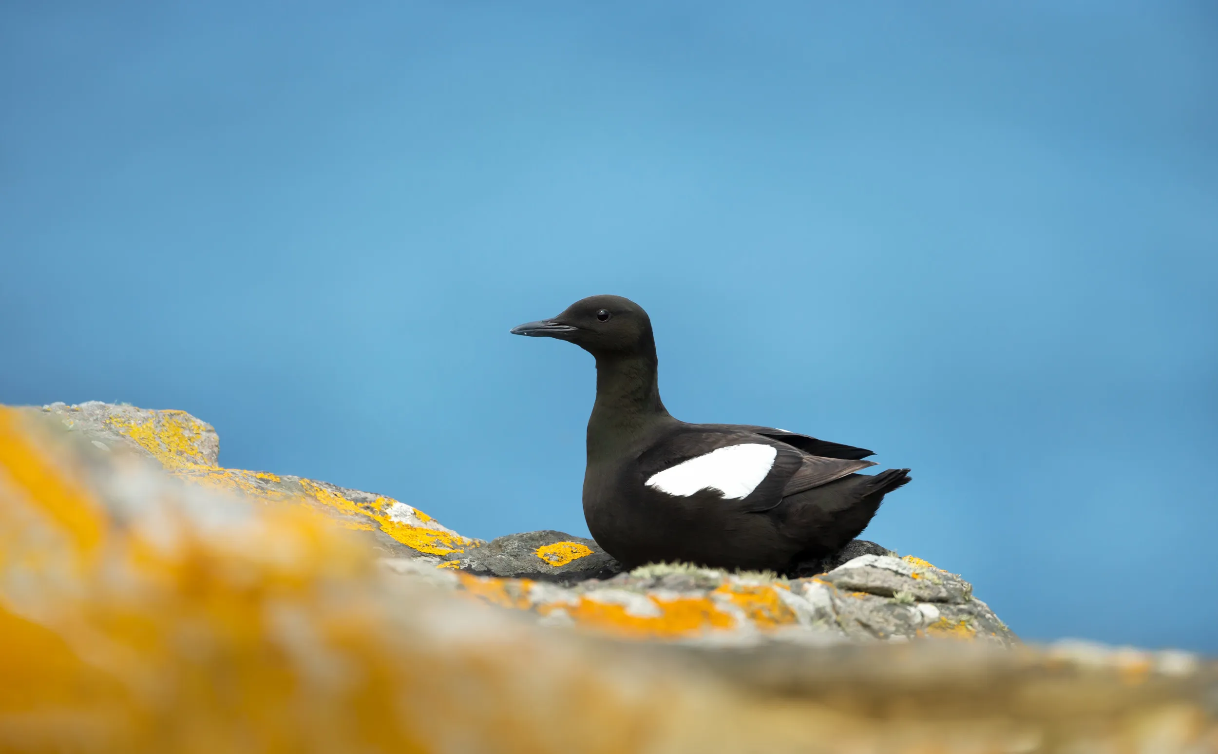 Black Guillemot perched on the edge of a rock next to the sea.