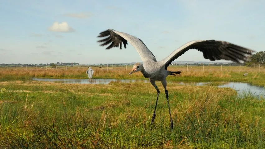 A Crane taking flight on Sutton Fen.