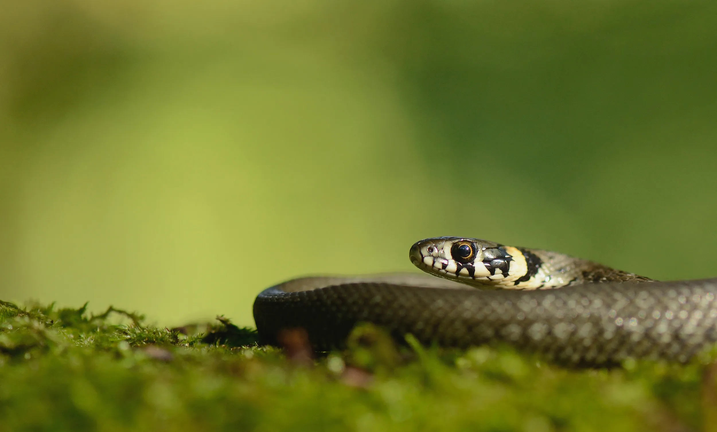 A Grass Snake curled up on short green grass.