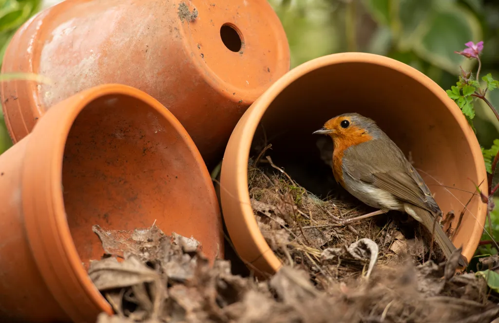A Robin looks back at the camera as it tends to its nest inside a terracotta flowerpot.