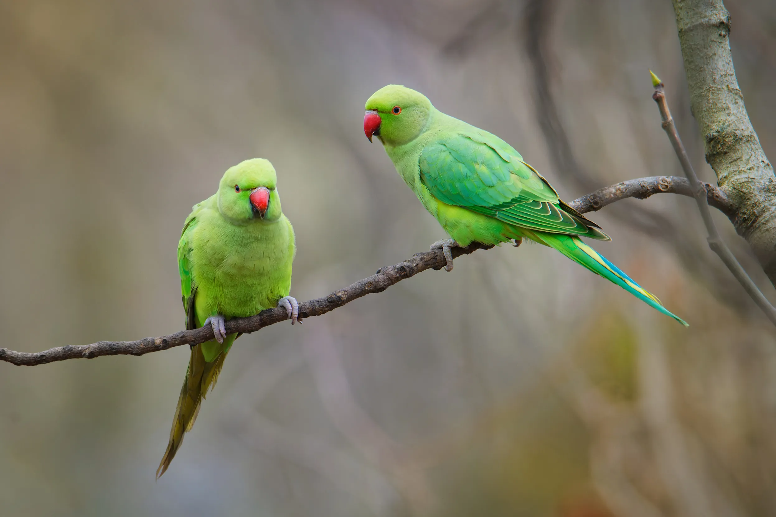 Two Ring-neck Parakeets sat on a tree branch.