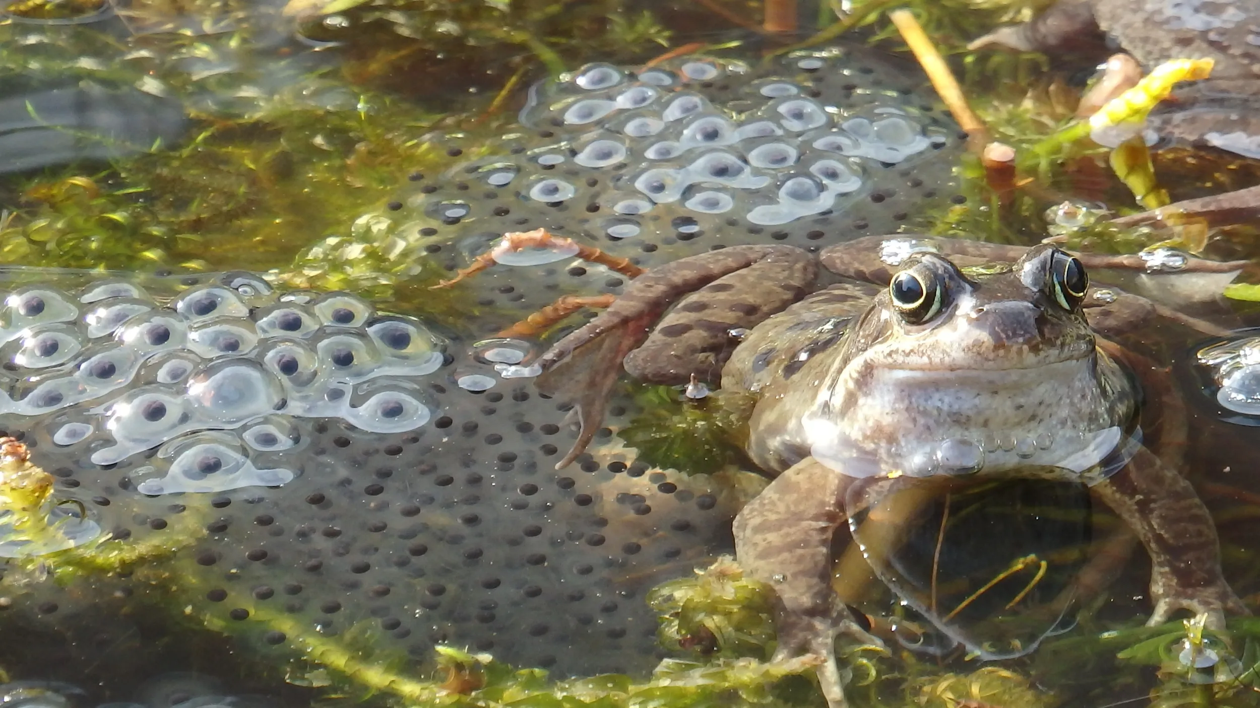 A Frog in a pond with frog spawn surrounding it. 