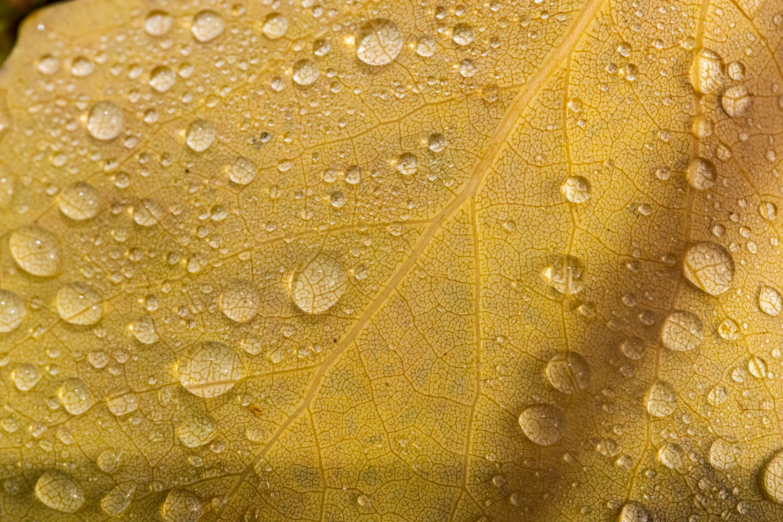A close up of a yellow leaf covered in raindrops.
