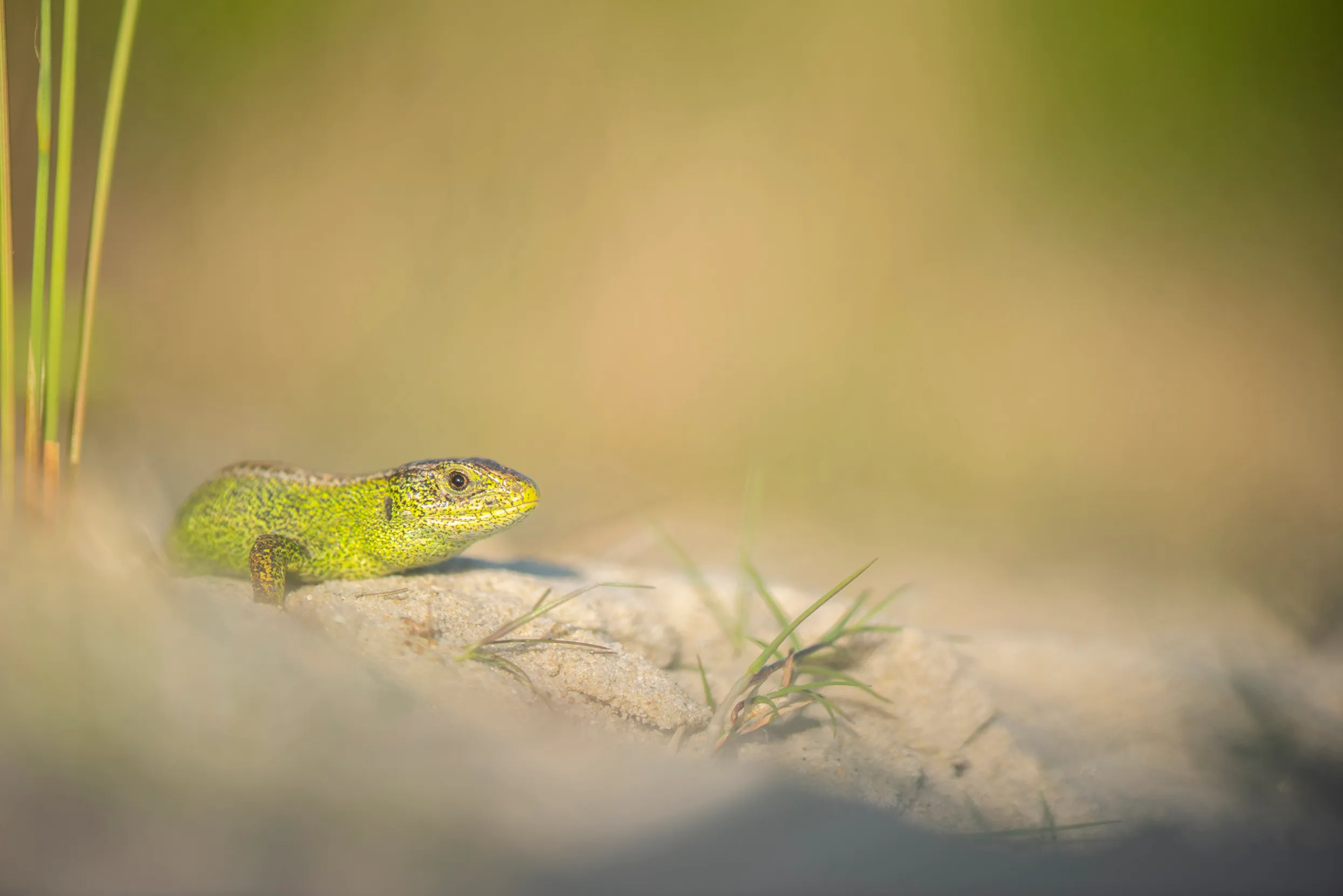 A Sand Lizard laying in sand with small pieces of grass doted around.