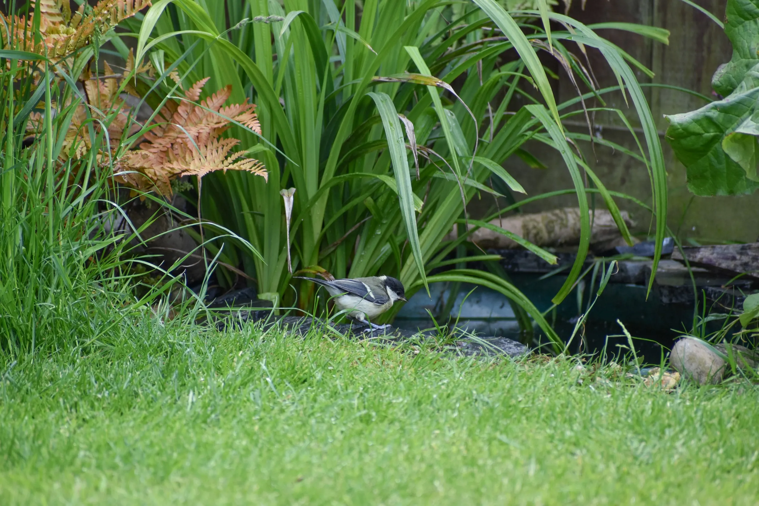 Great Tit fledging perched on the grass next to a small wildlife pond.