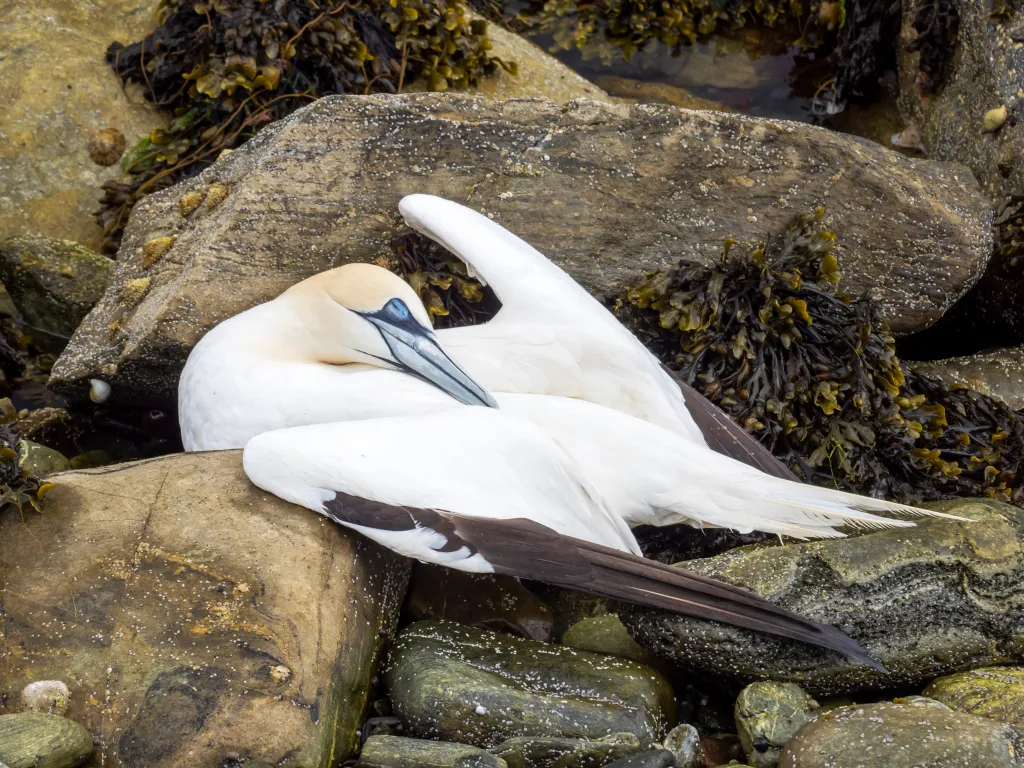 A Northern Gannet dying from bird flu on the rocks.