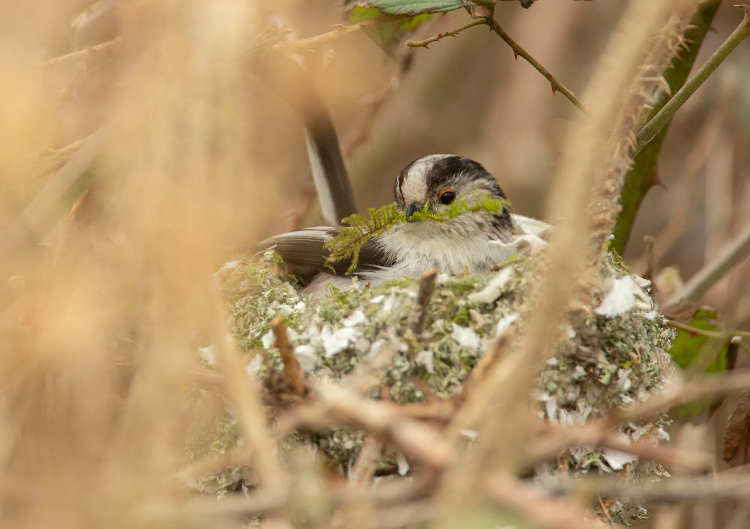 A Long-tailed Tit on its nest. 