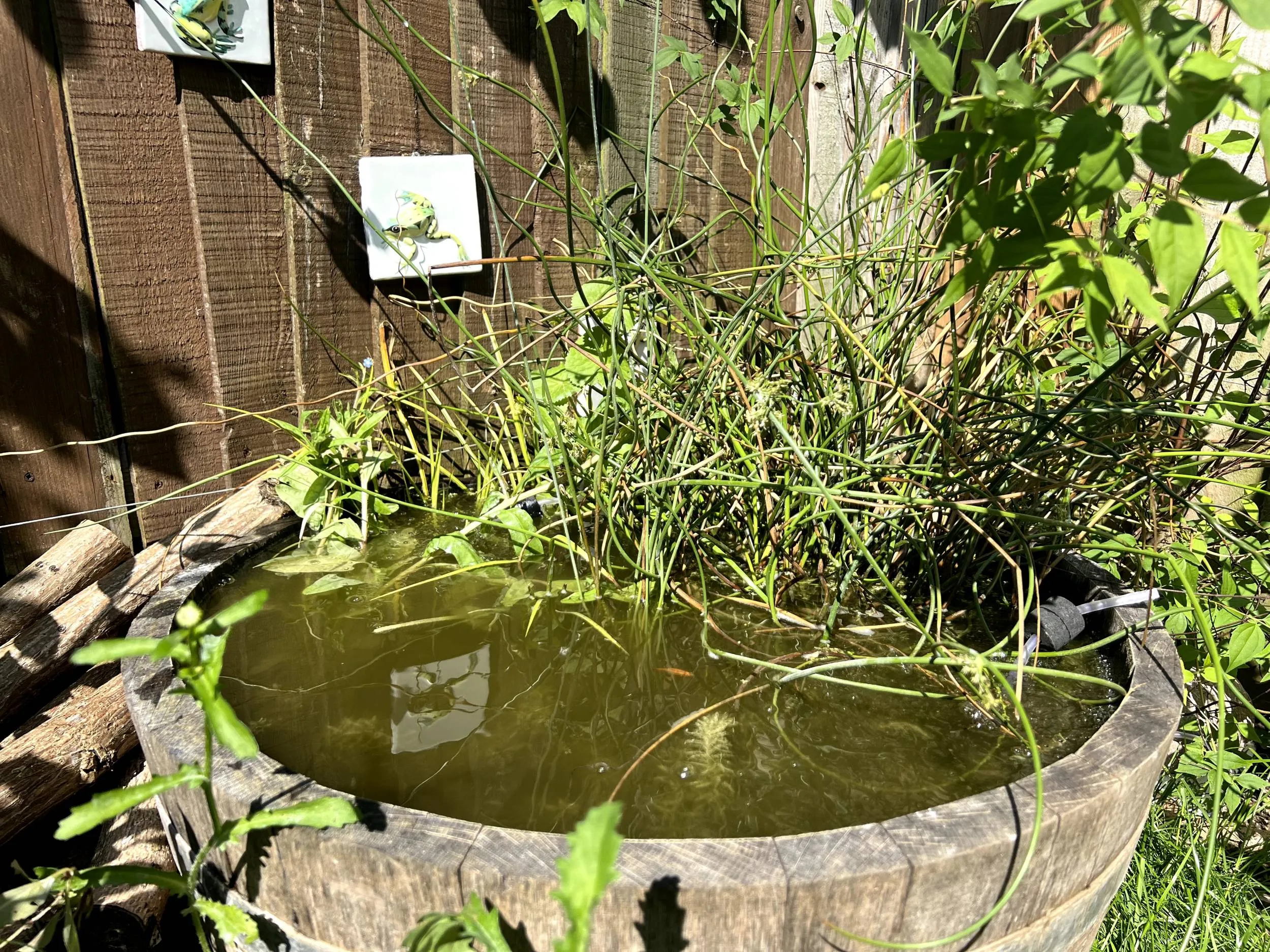 A small wildlife pond, contained in a wooden barrel.