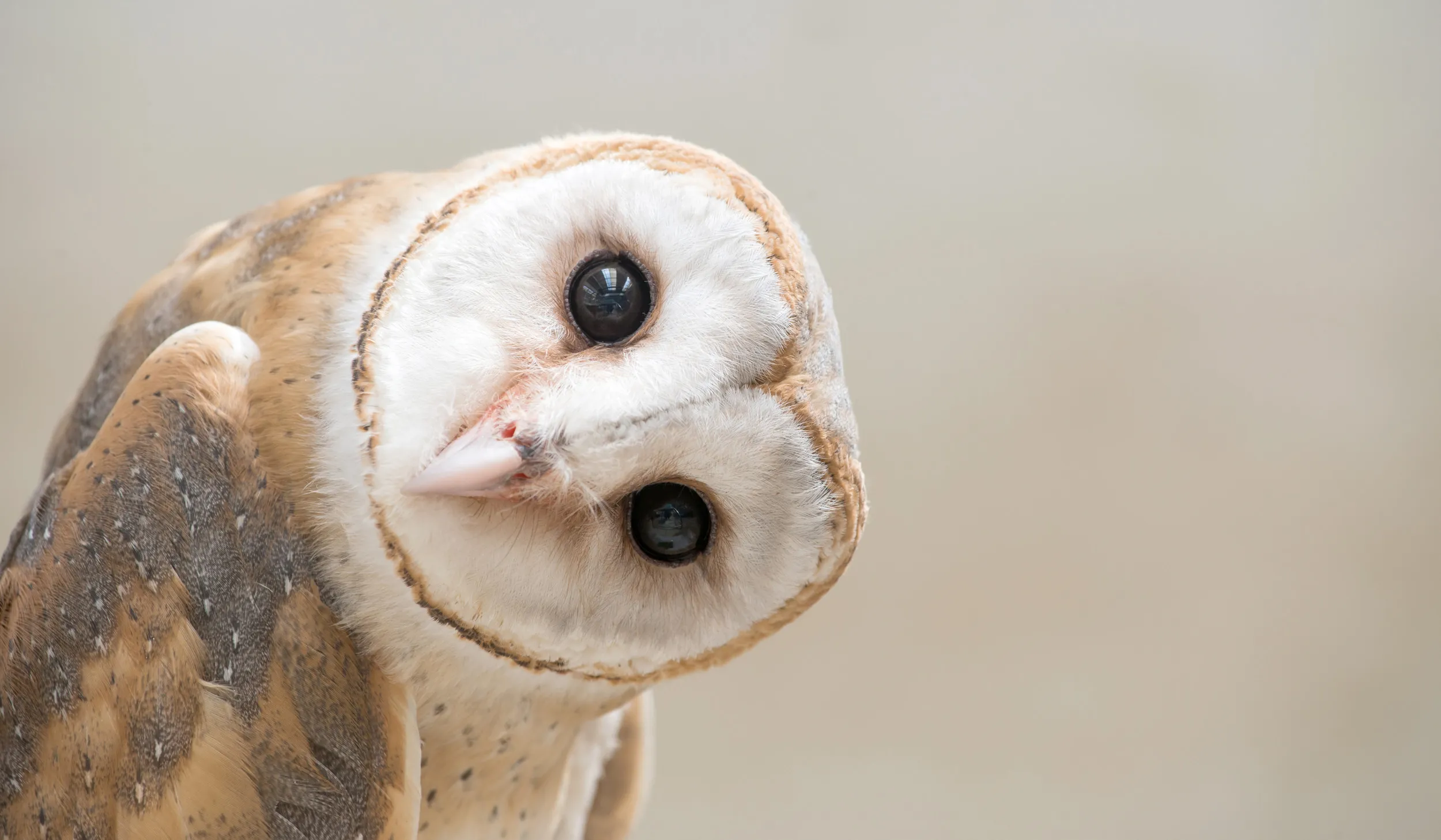 Close portrait of a Barn Owl, with tilted head, staring into the lens.