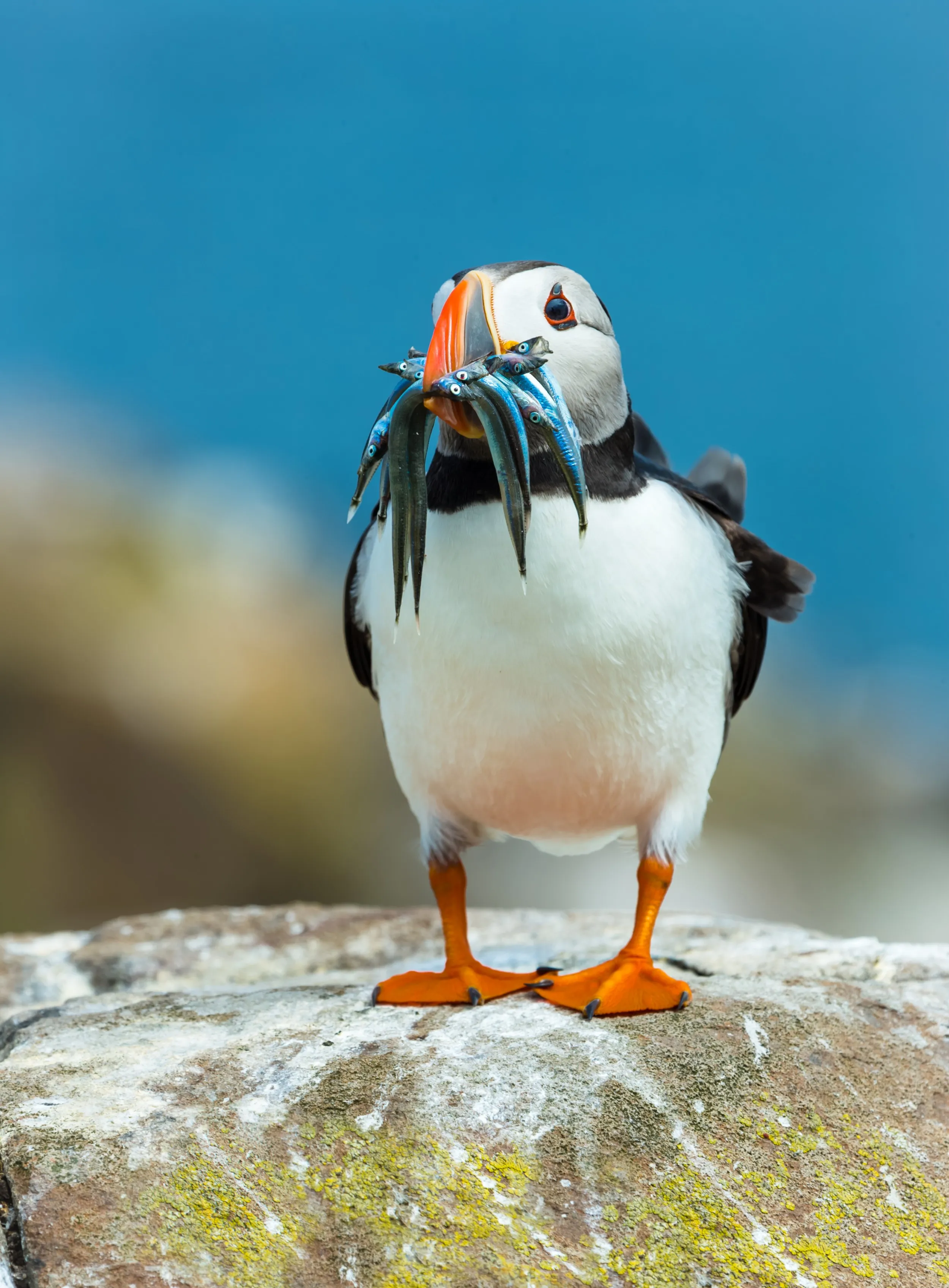 A Puffin standing on a rock, its beak full of sandeels.