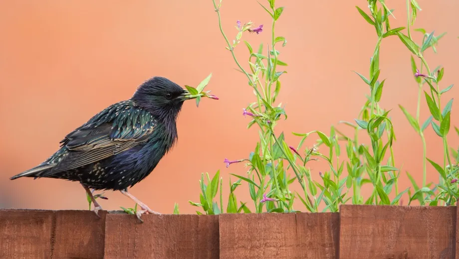Starling perched on a fence with an insect in its beak with plant stems in the background.