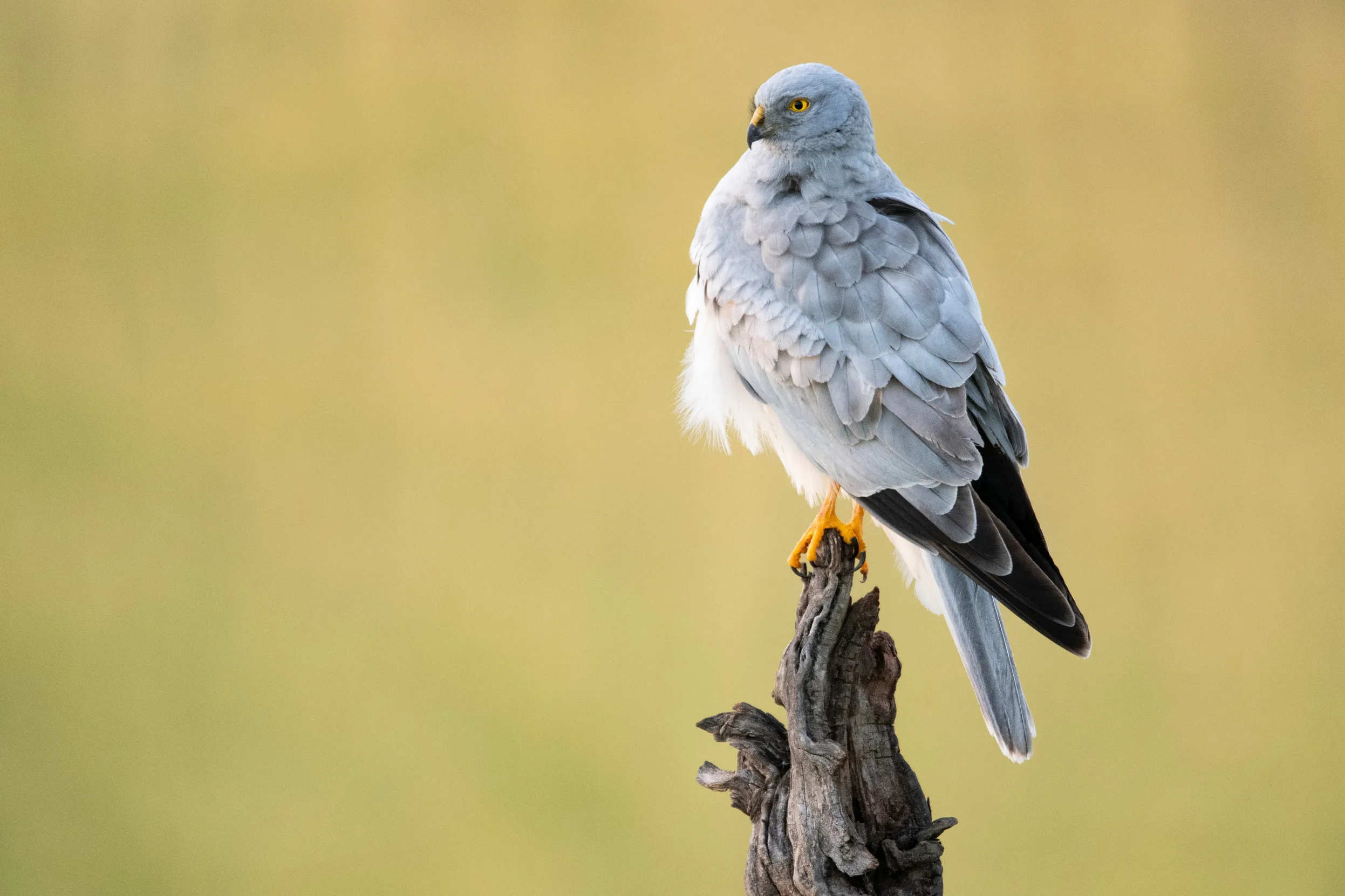A lone male Hen Harrier perched on the end of a pointed tree branch and staring over its territory.