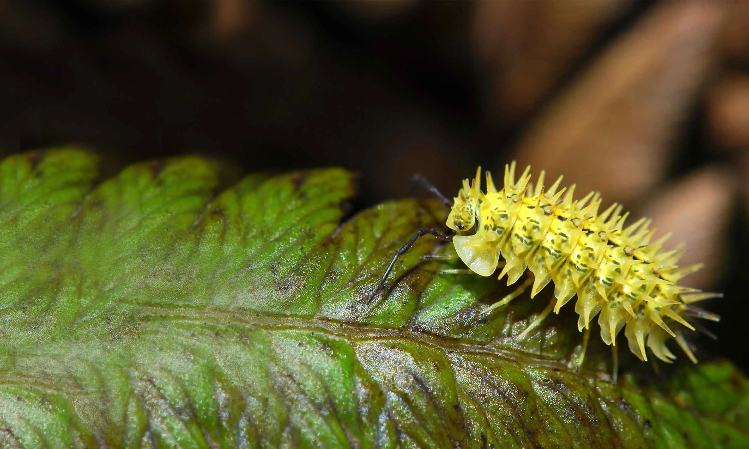 A Spiky Yellow Woodlouse crawling over a green leaf.