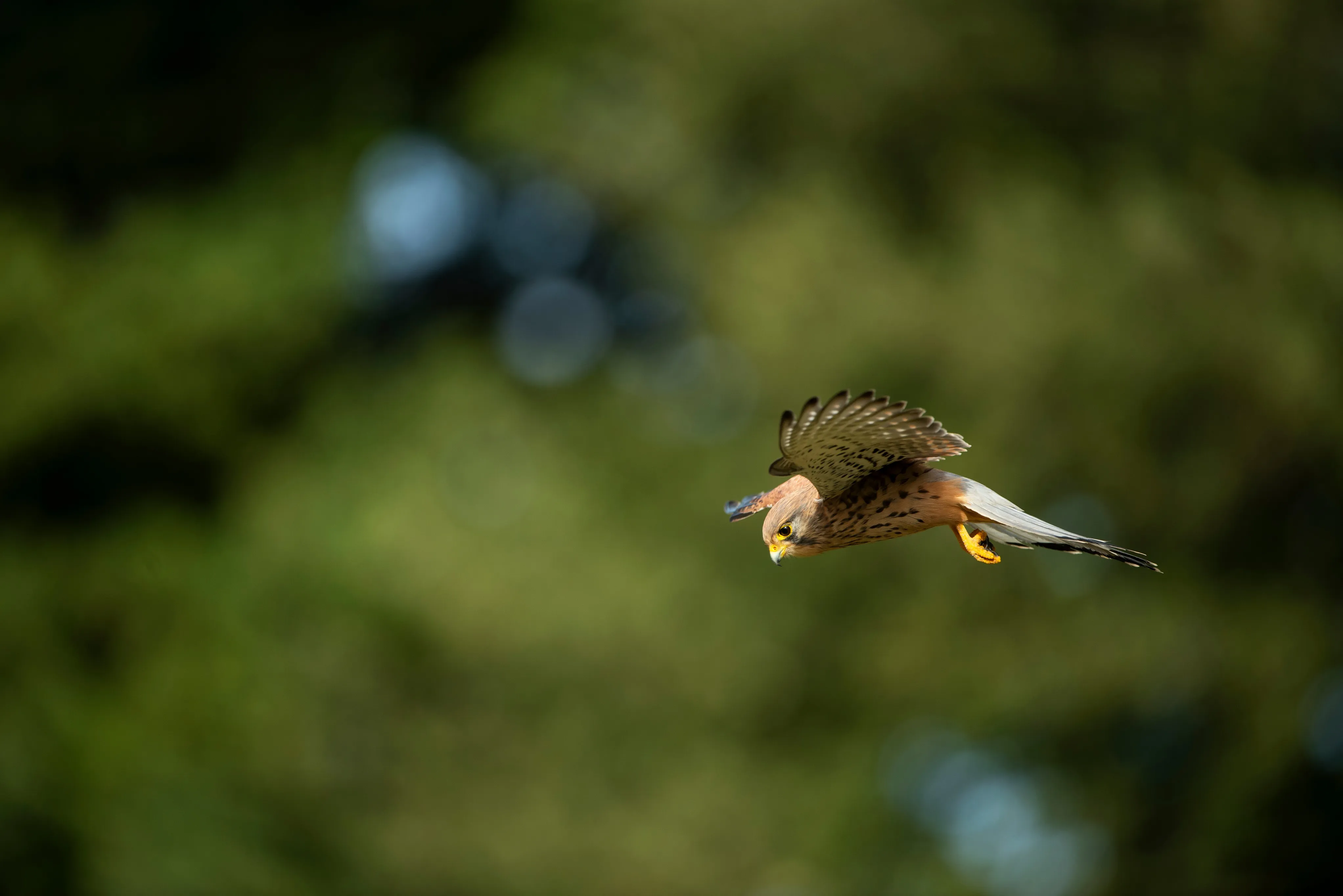 A Common Kestrel hovering in search of prey.