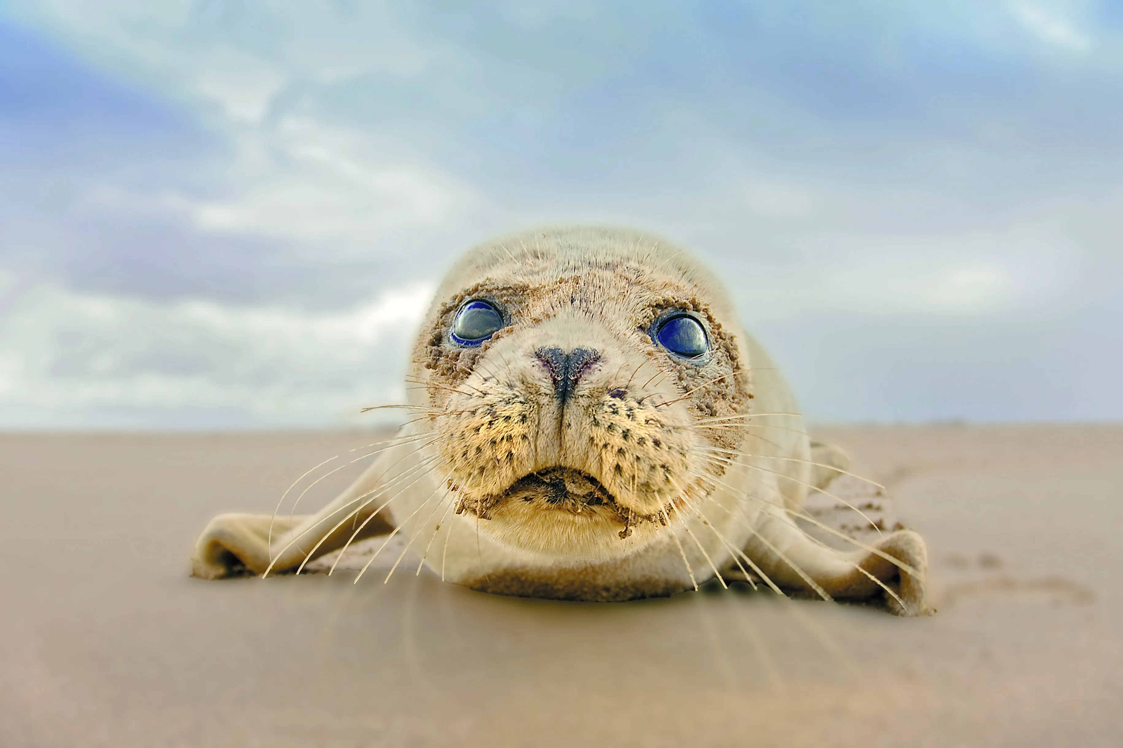 Young Harbour Seal on a sandy beach, looking down the camera lens