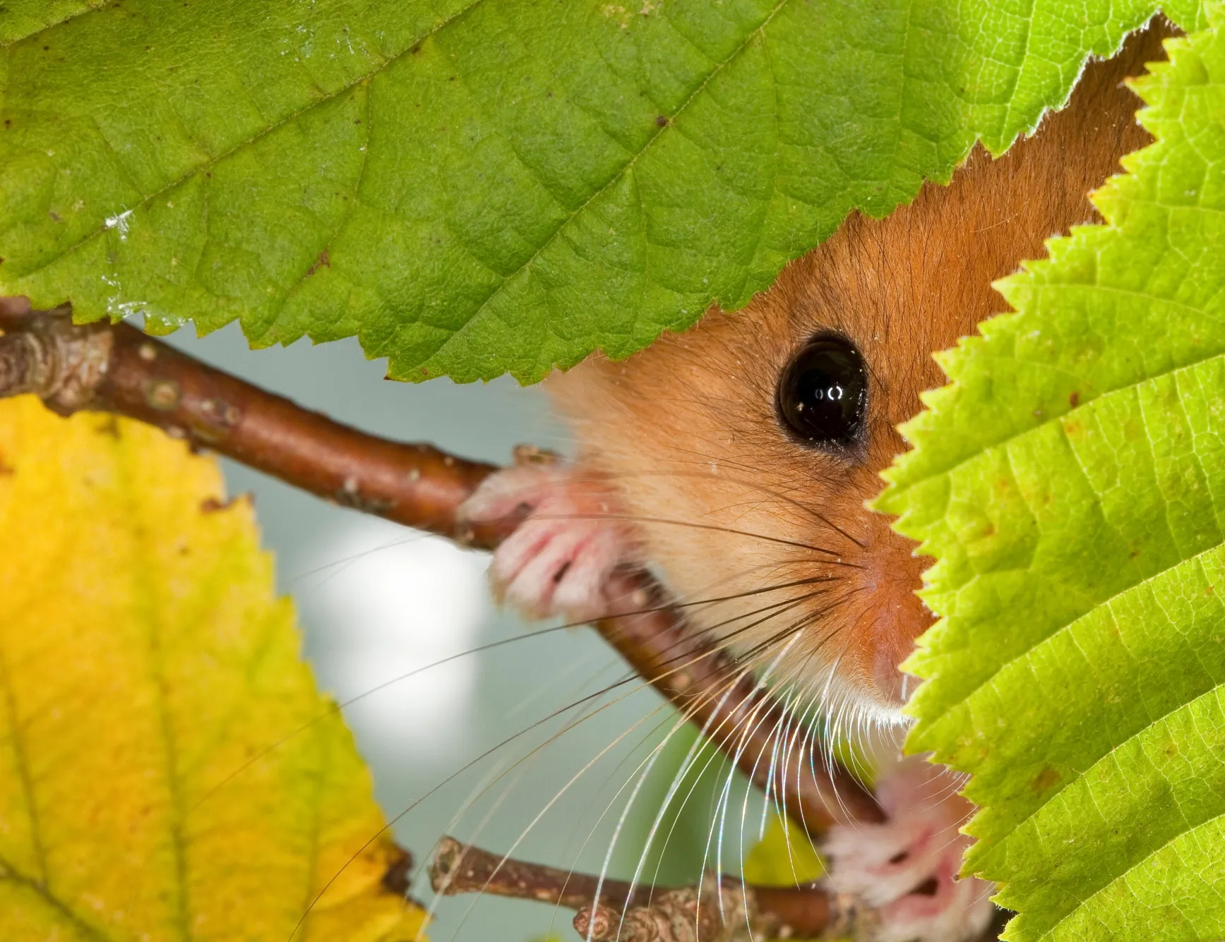 A Hazel Dormouse peeking out from behind a leaf. 