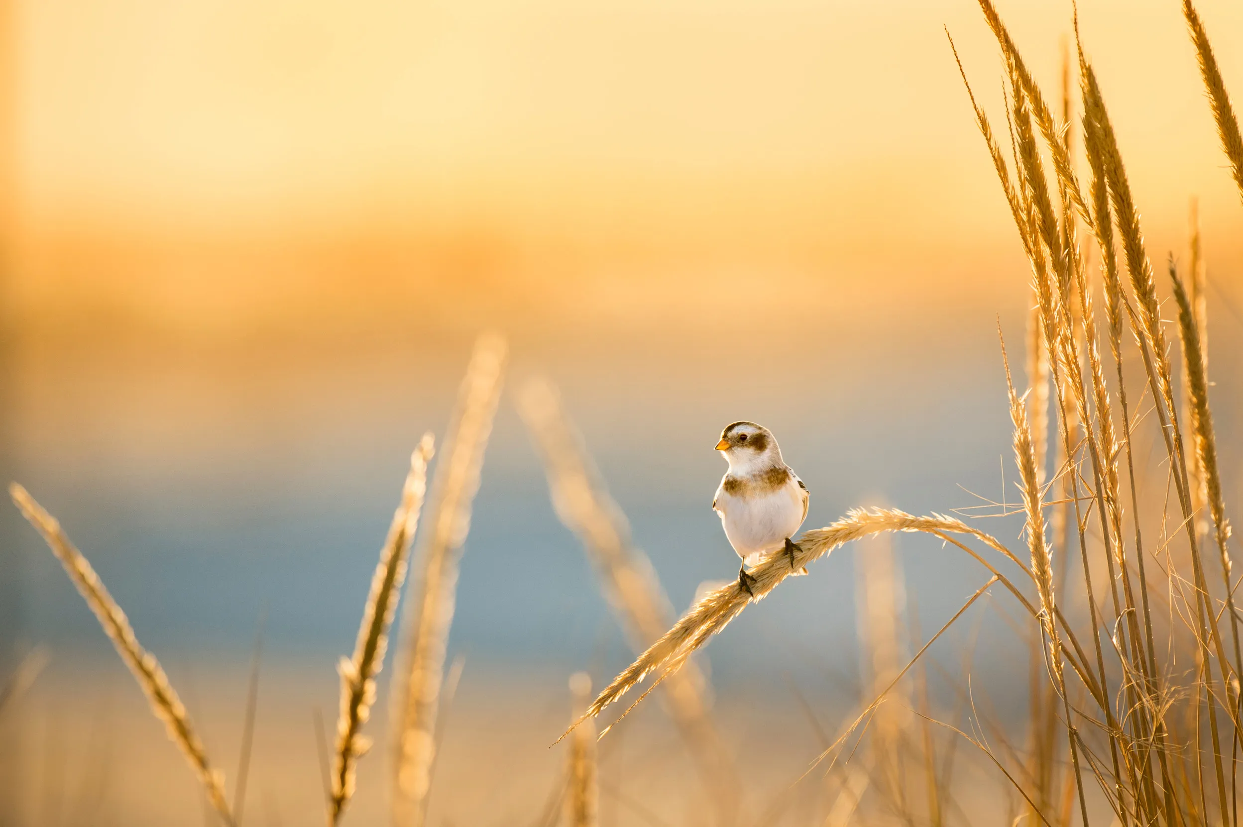 A lone female Snow Bunting perched on some dune grass in evening winter sun.